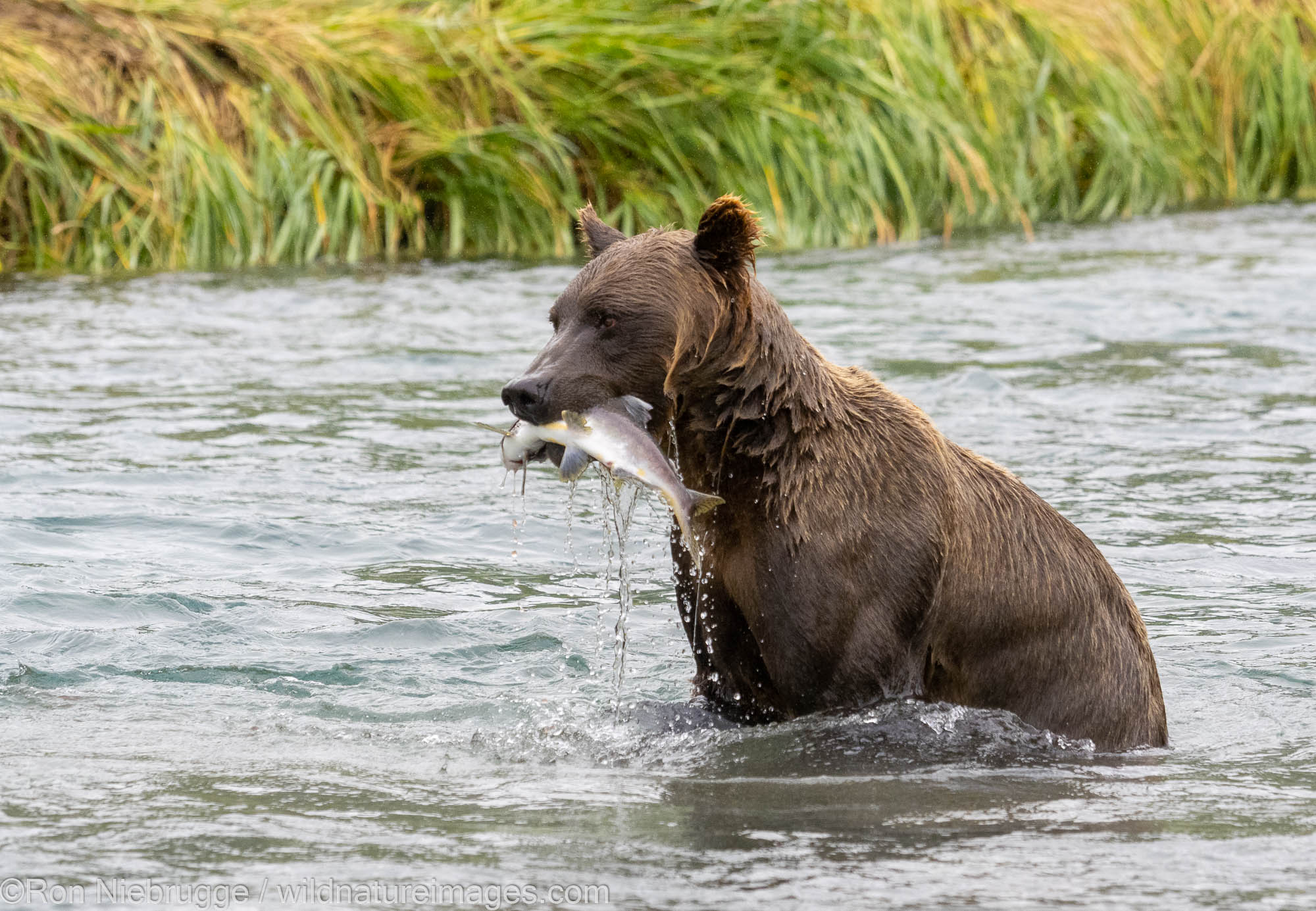 A brown bear in Geographic Harbor, Katmai National Park, Alaska.