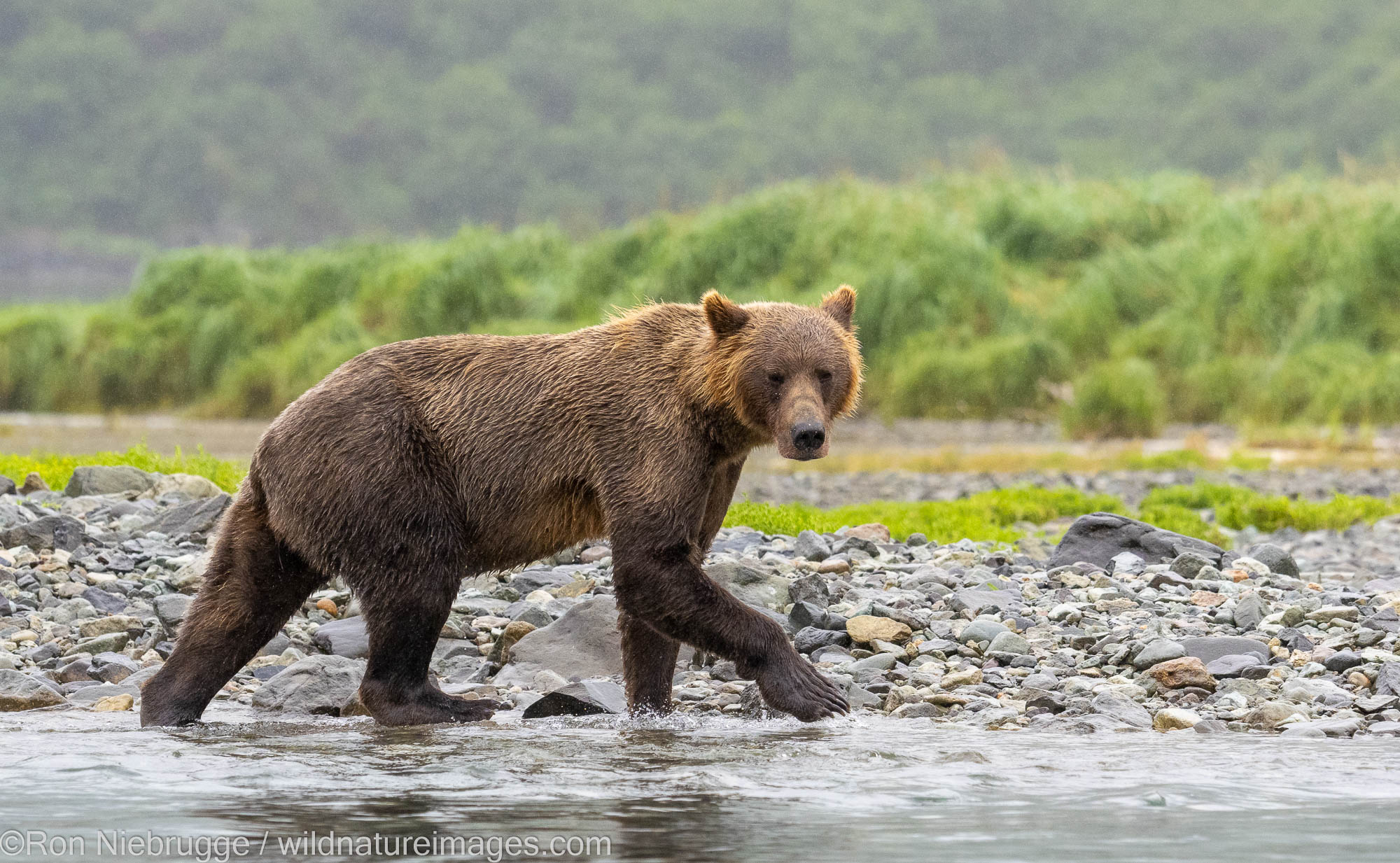 A brown bear in Geographic Harbor, Katmai National Park, Alaska.