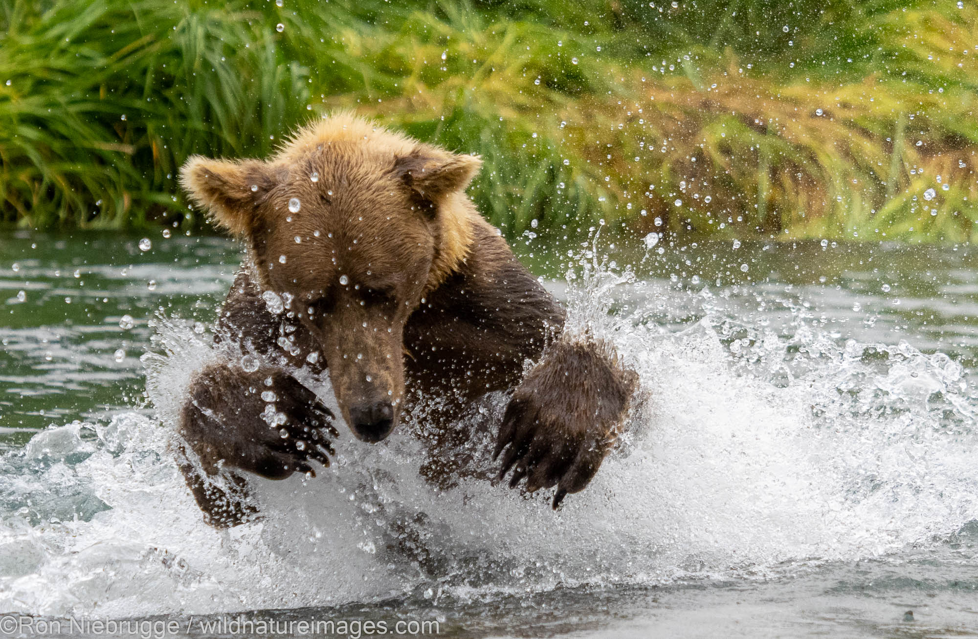Brown / Grizzly Bear Fishing, Katmai National Park, Alaska