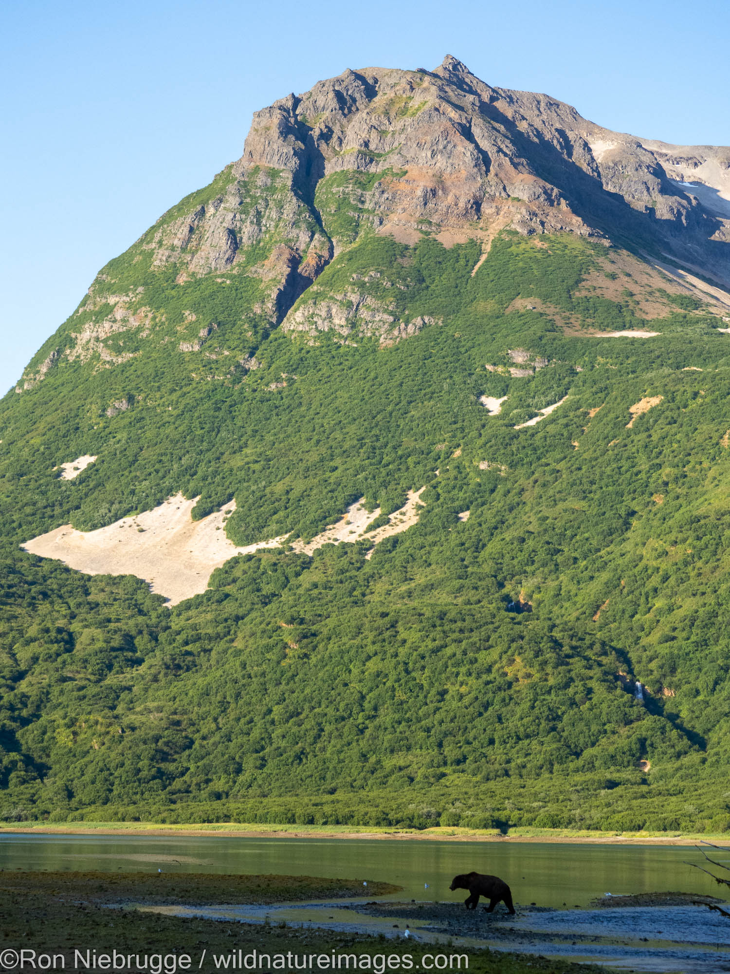 A brown bear in Geographic Harbor, Katmai National Park, Alaska.