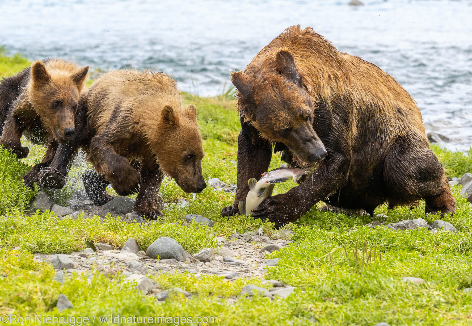 A brown bear family feeding on a salmon until one of the cubs took off with it!  Geographic Harbor, Katmai National Park, Alaska...
