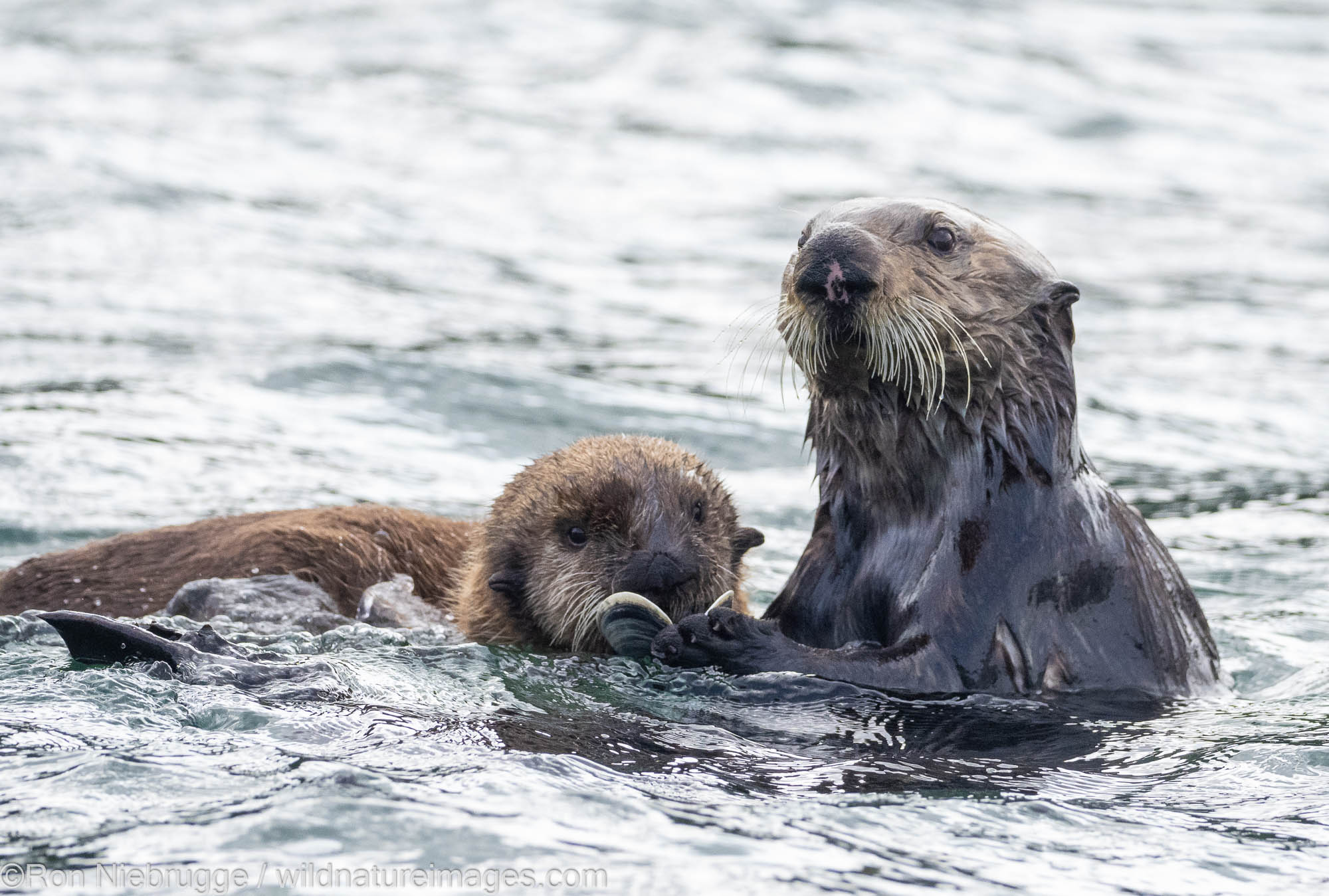 Sea Otter, Kodiak Island, Alaska.