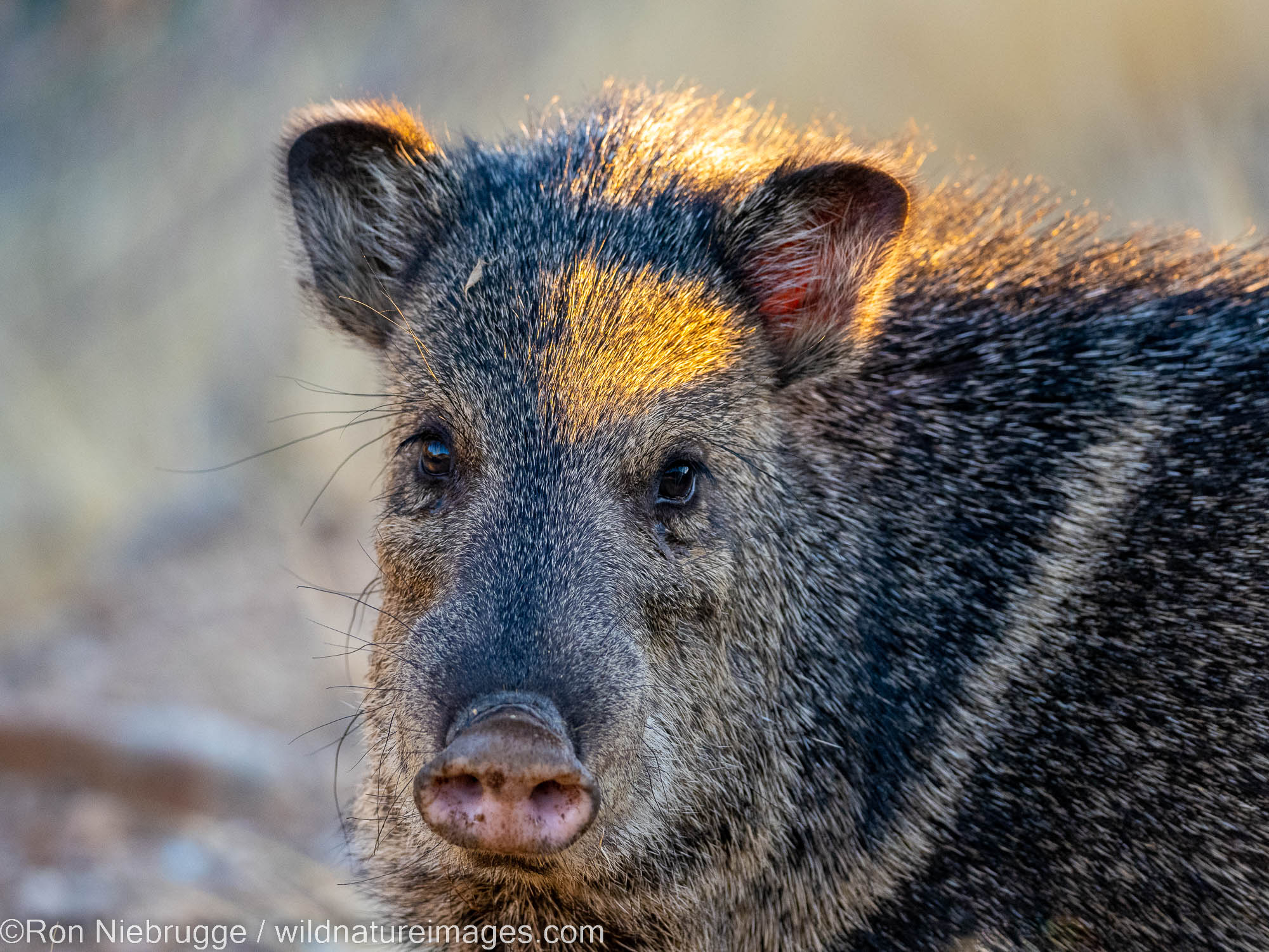 Javelina, Marana, near Tucson, Arizona.