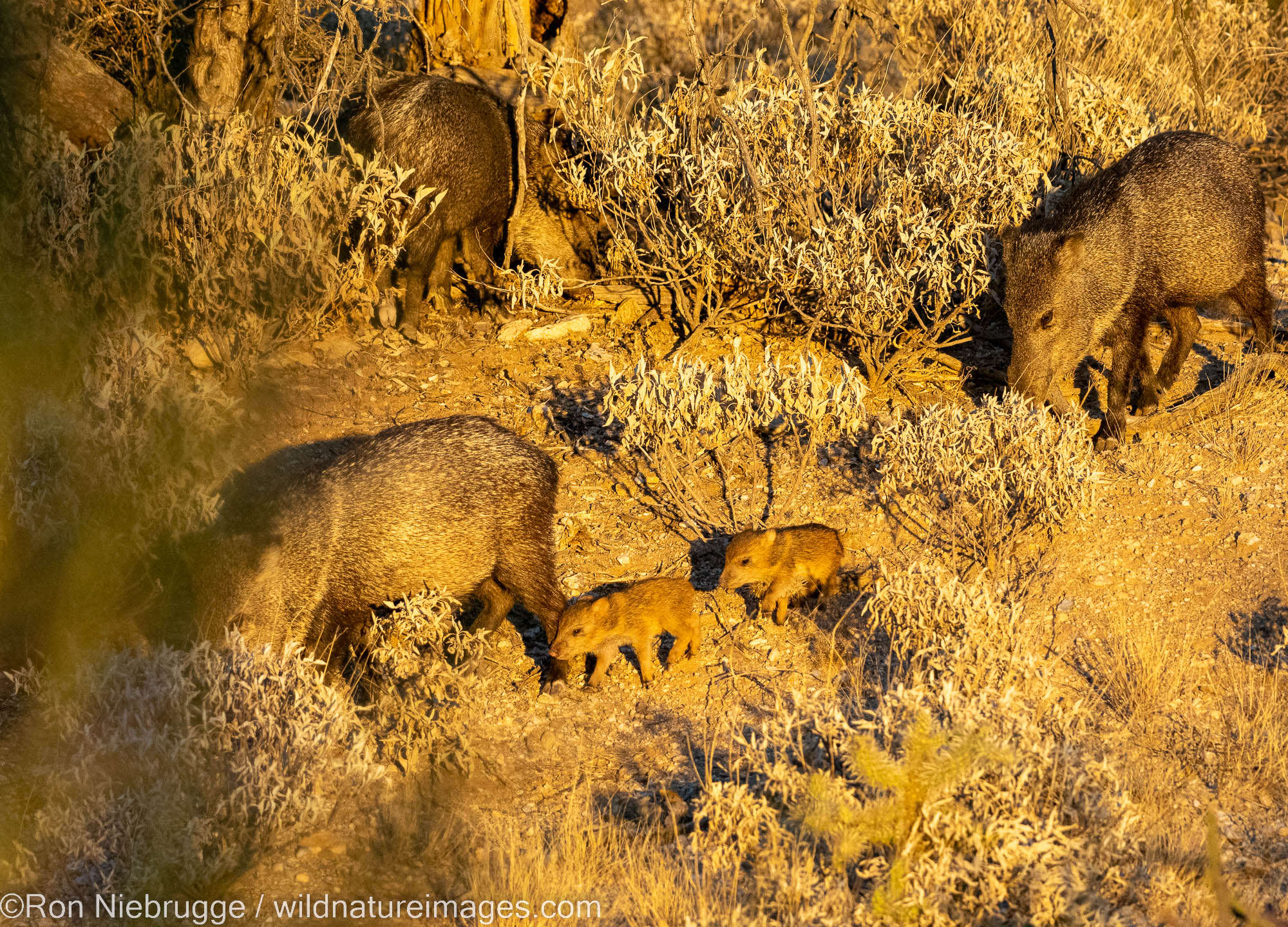 Javelina, Marana, near Tucson, Arizona.