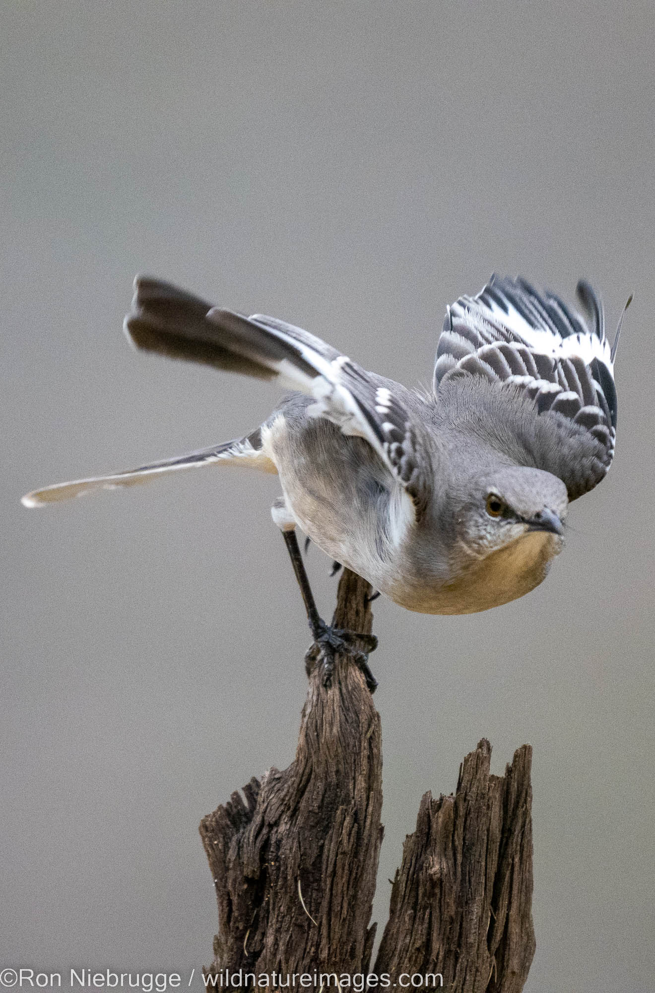 Northern Mockingbird, Marana, near Tucson, Arizona.