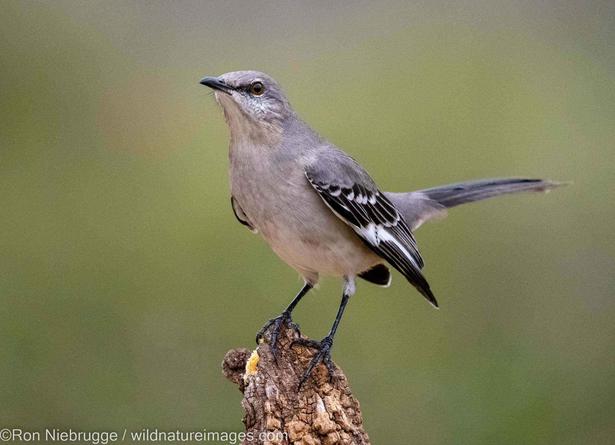 Northern Mockingbird, Marana, near Tucson, Arizona.