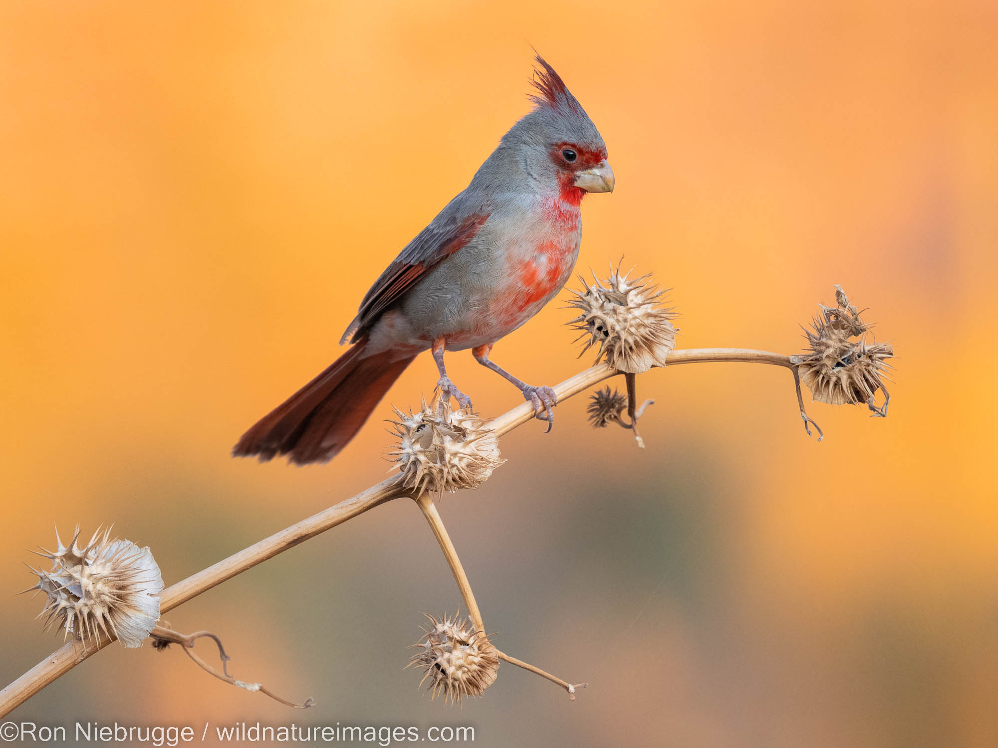 Pyrrhuloxia, Marana, near Tucson, Arizona.