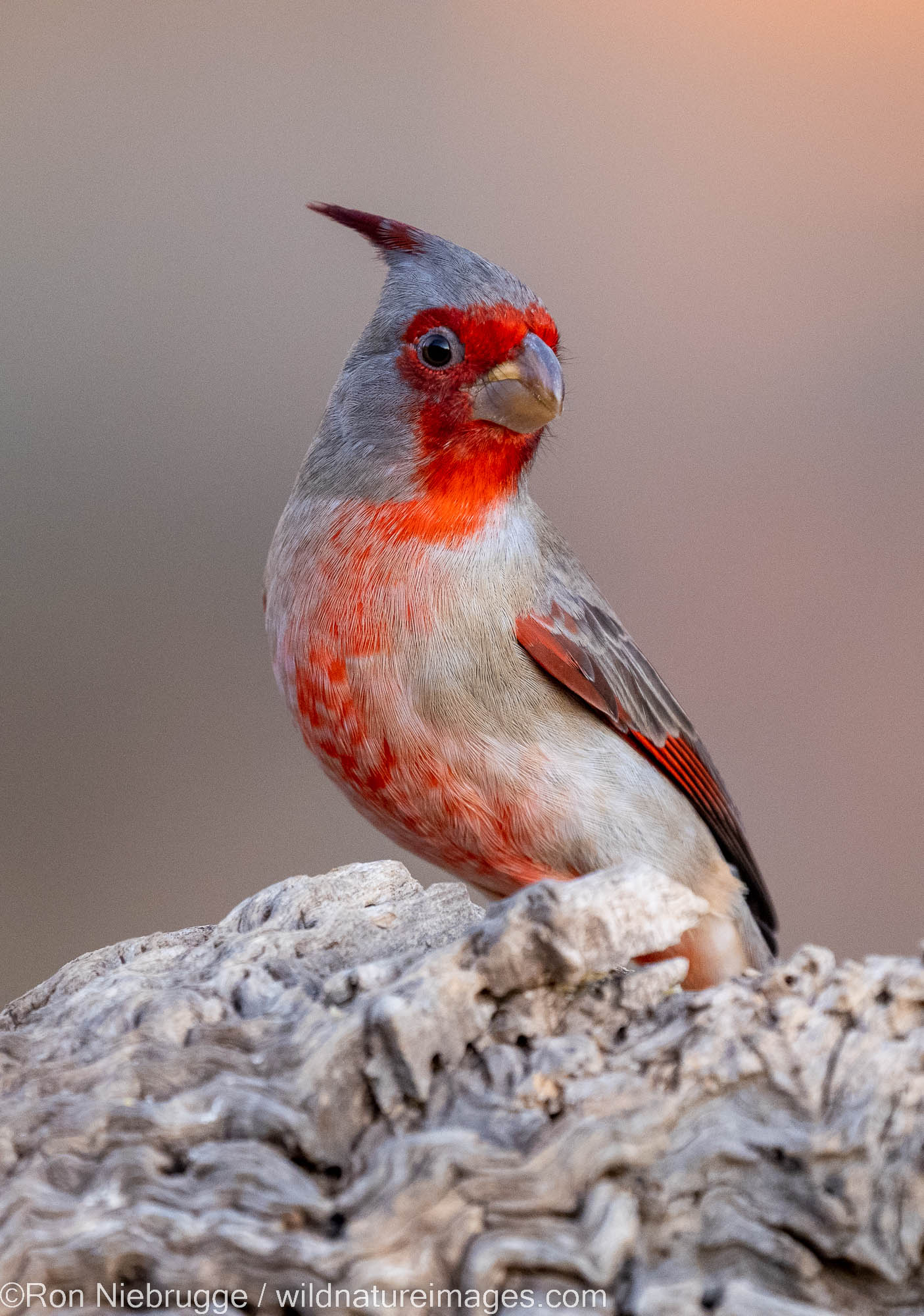 Pyrrhuloxia, Marana, near Tucson, Arizona.