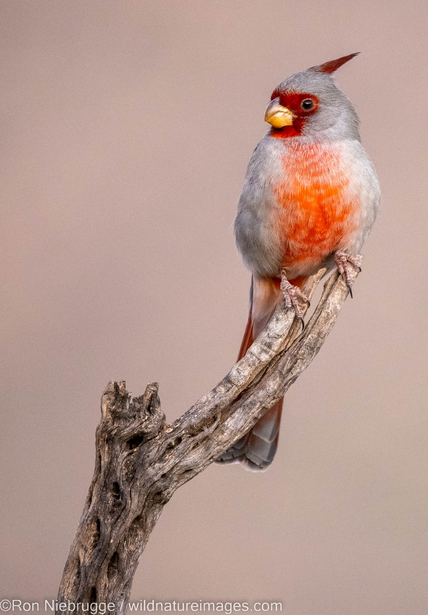 Pyrrhuloxia, Marana, near Tucson, Arizona.