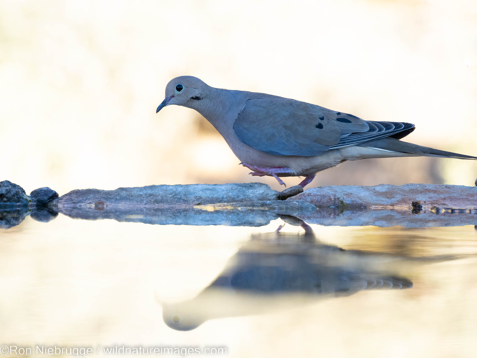 Mourning Dove, Marana, near Tucson, Arizona.