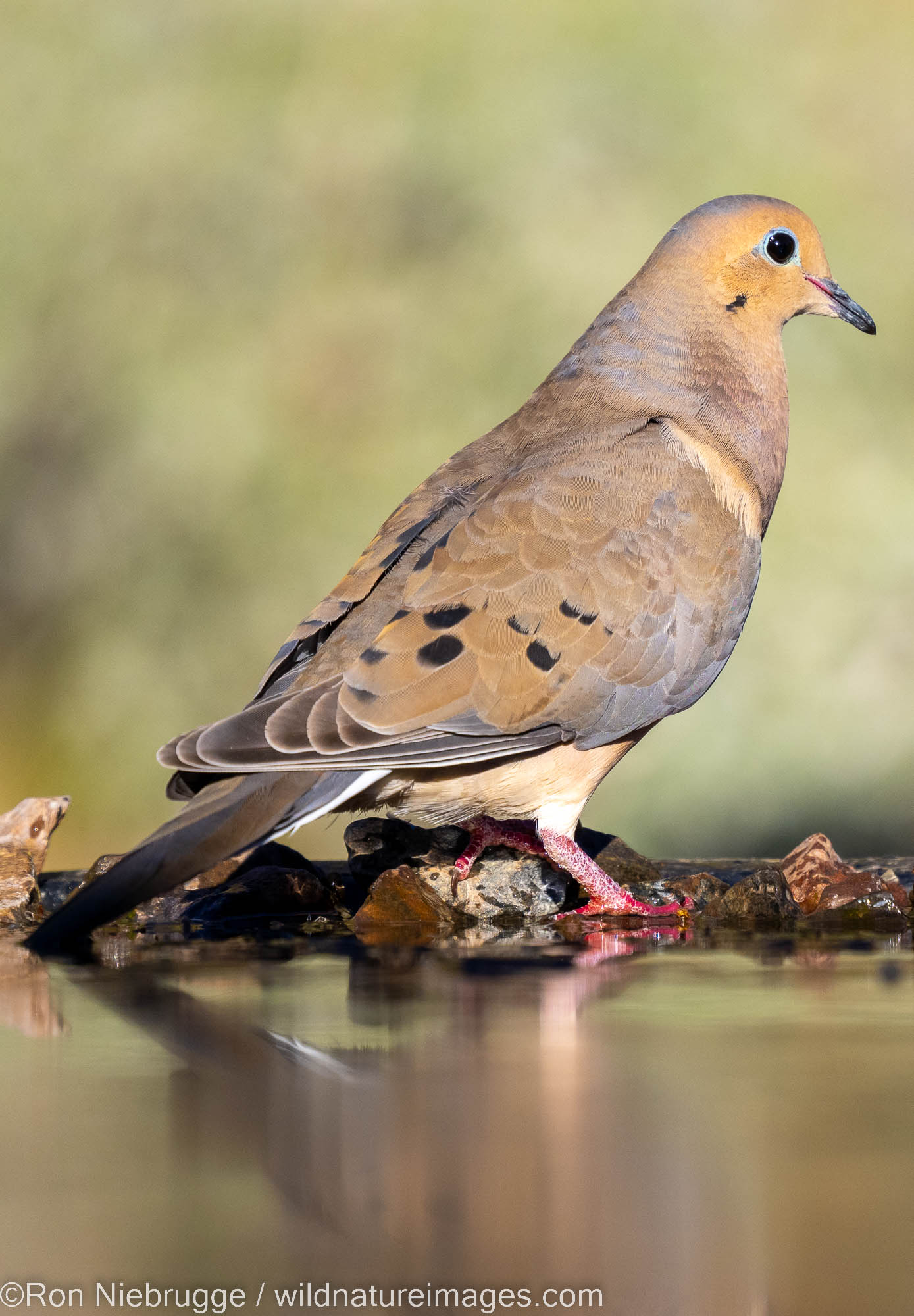 Mourning Dove, Marana, near Tucson, Arizona.
