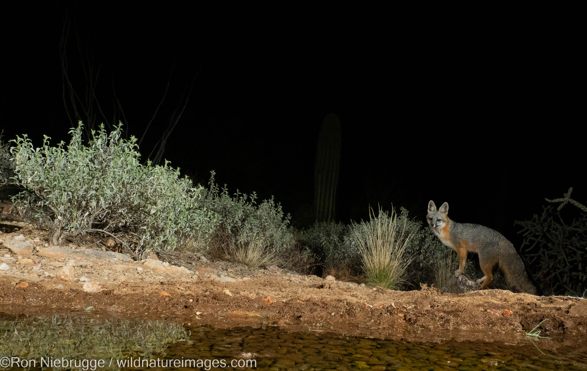 Red Fox at night, Marana, near Tucson, Arizona.