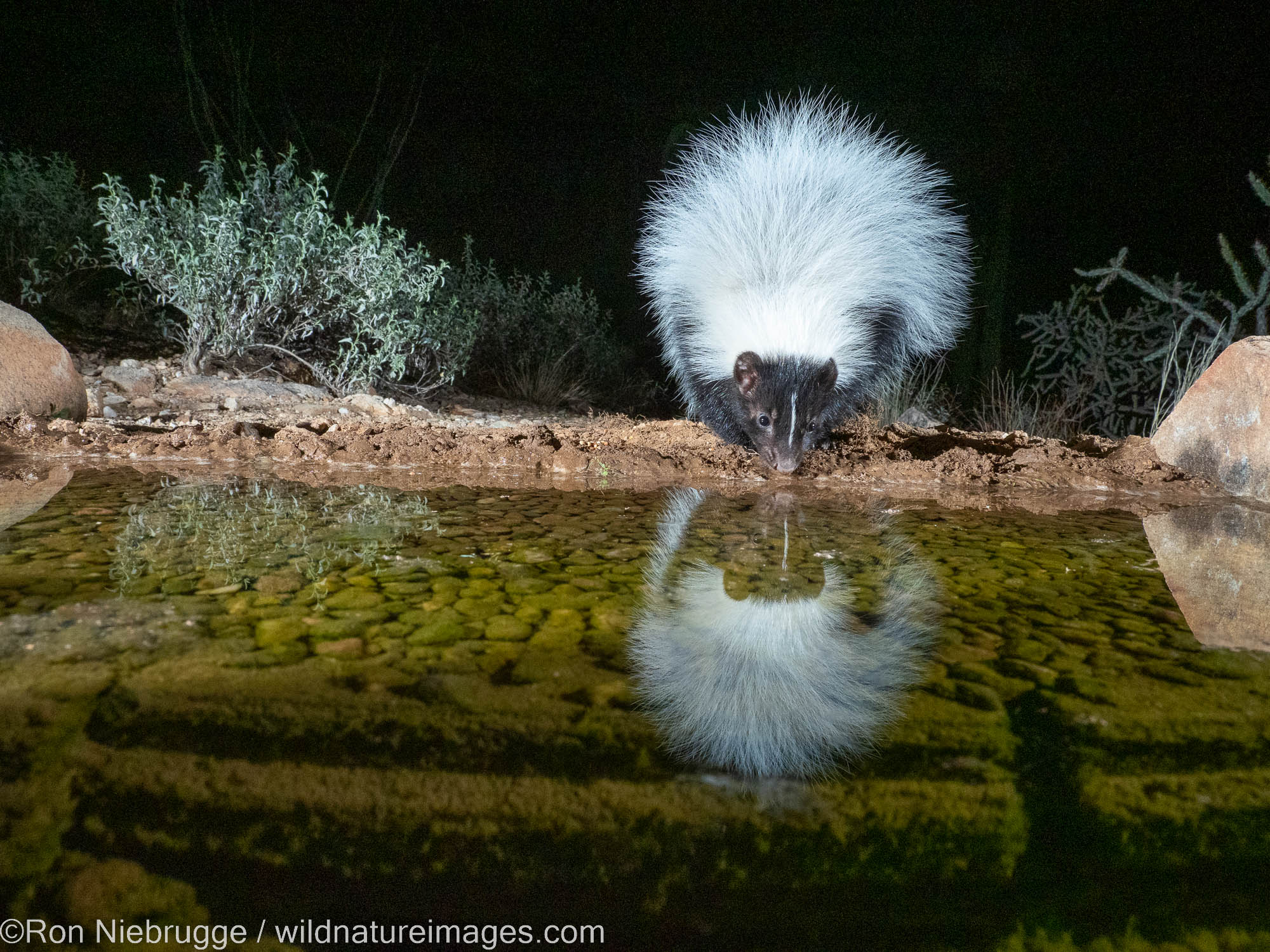 Hooded Skunk from a night camera trap, Marana, near Tucson, Arizona.