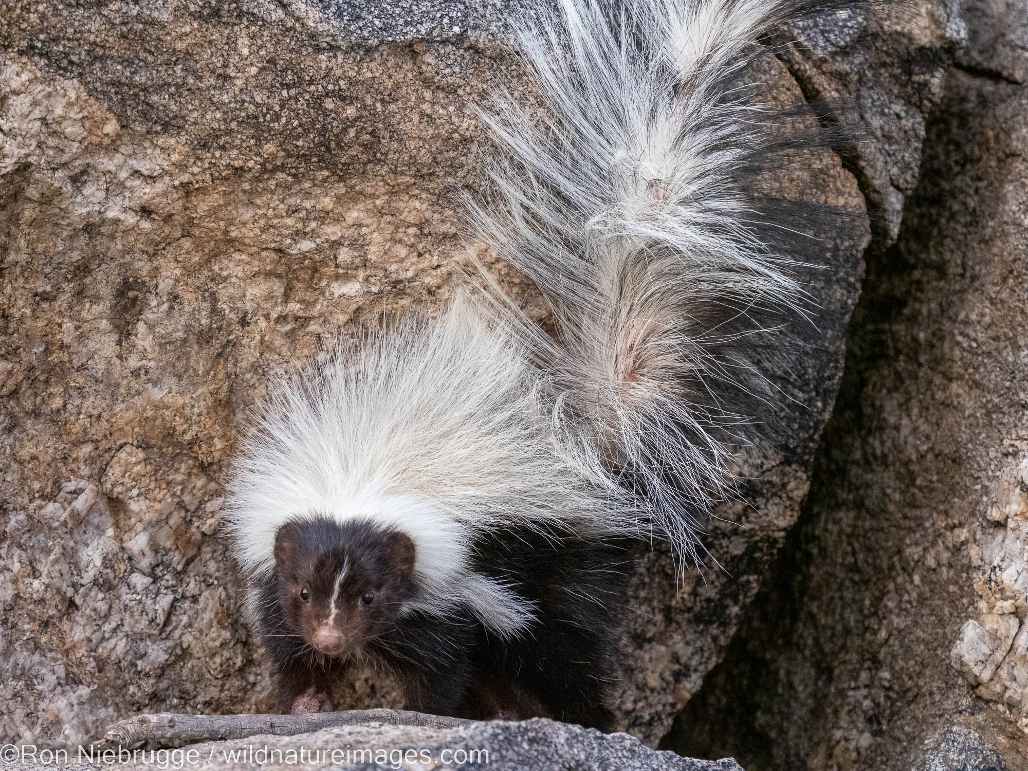 Hooded Skunk, Marana, near Tucson, Arizona.
