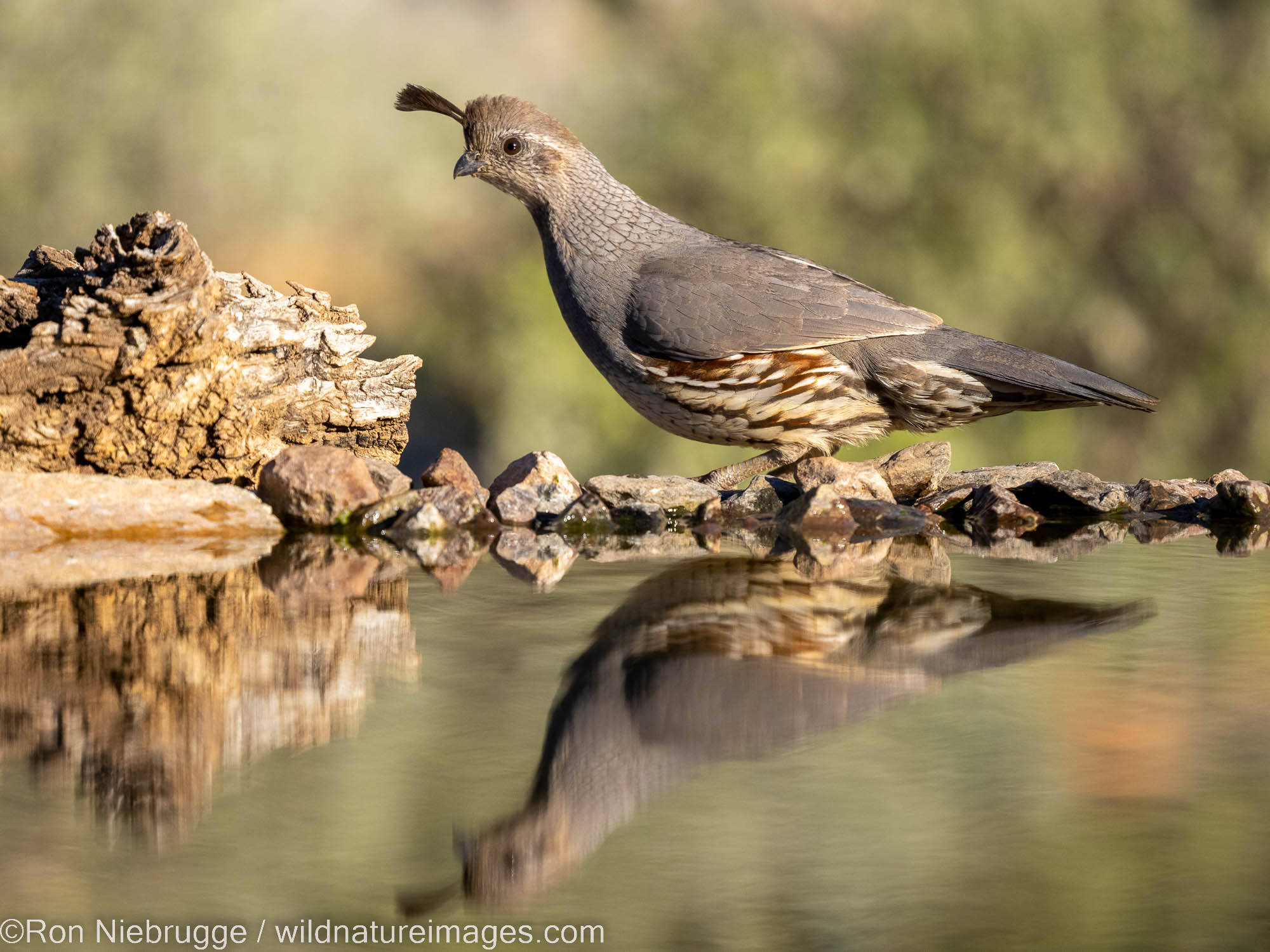 Gambel's Quail, Marana, near Tucson, Arizona.