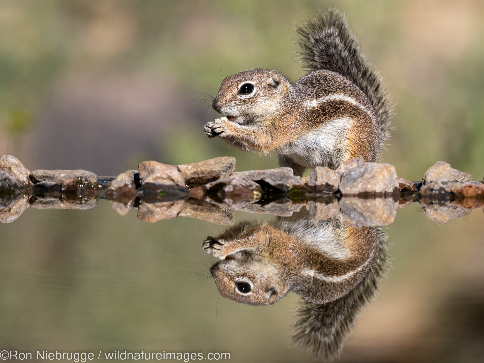 Harris's Antelope Ground Squirrel, Marana, near Tucson, Arizona.