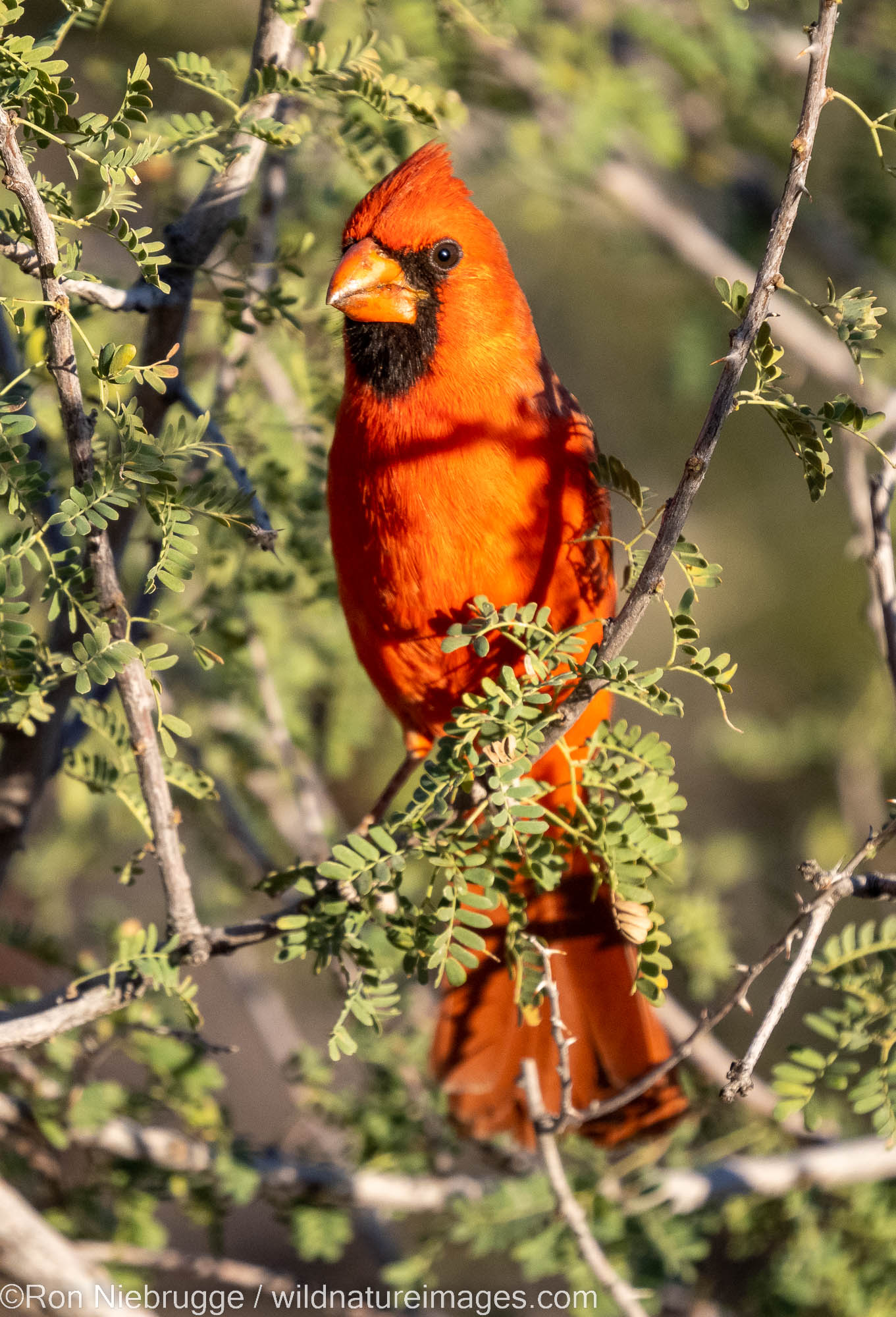 Northern Cardinal, Marana, near Tucson, Arizona.