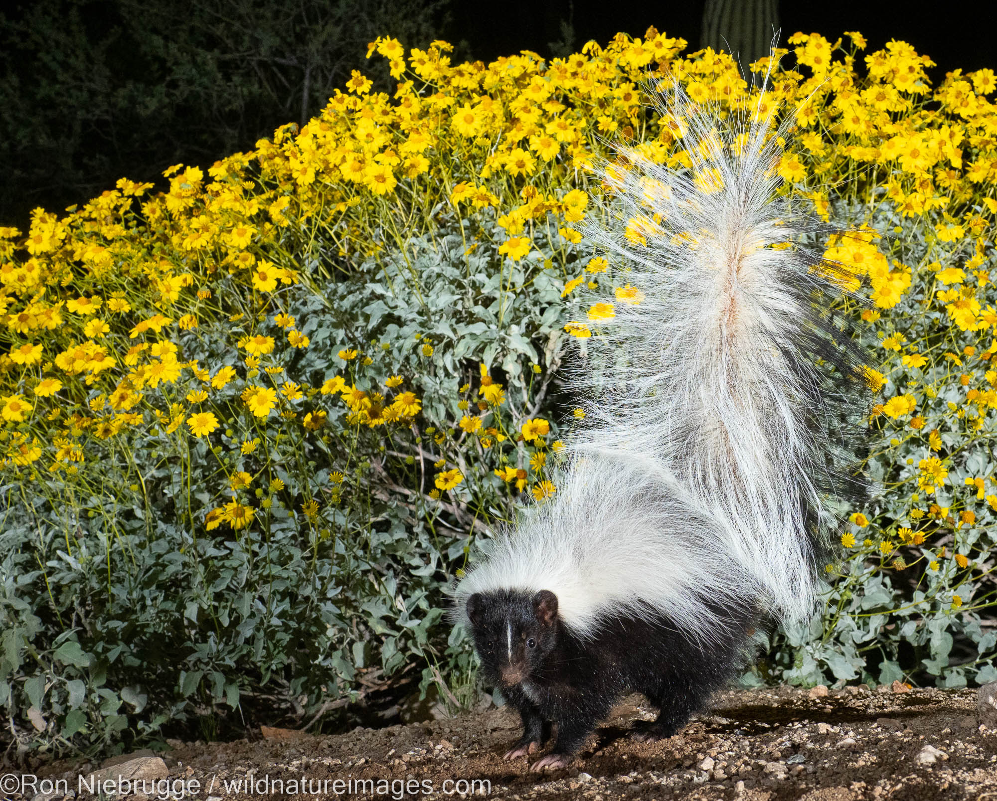 Hooded Skunk, Marana, near Tucson, Arizona.