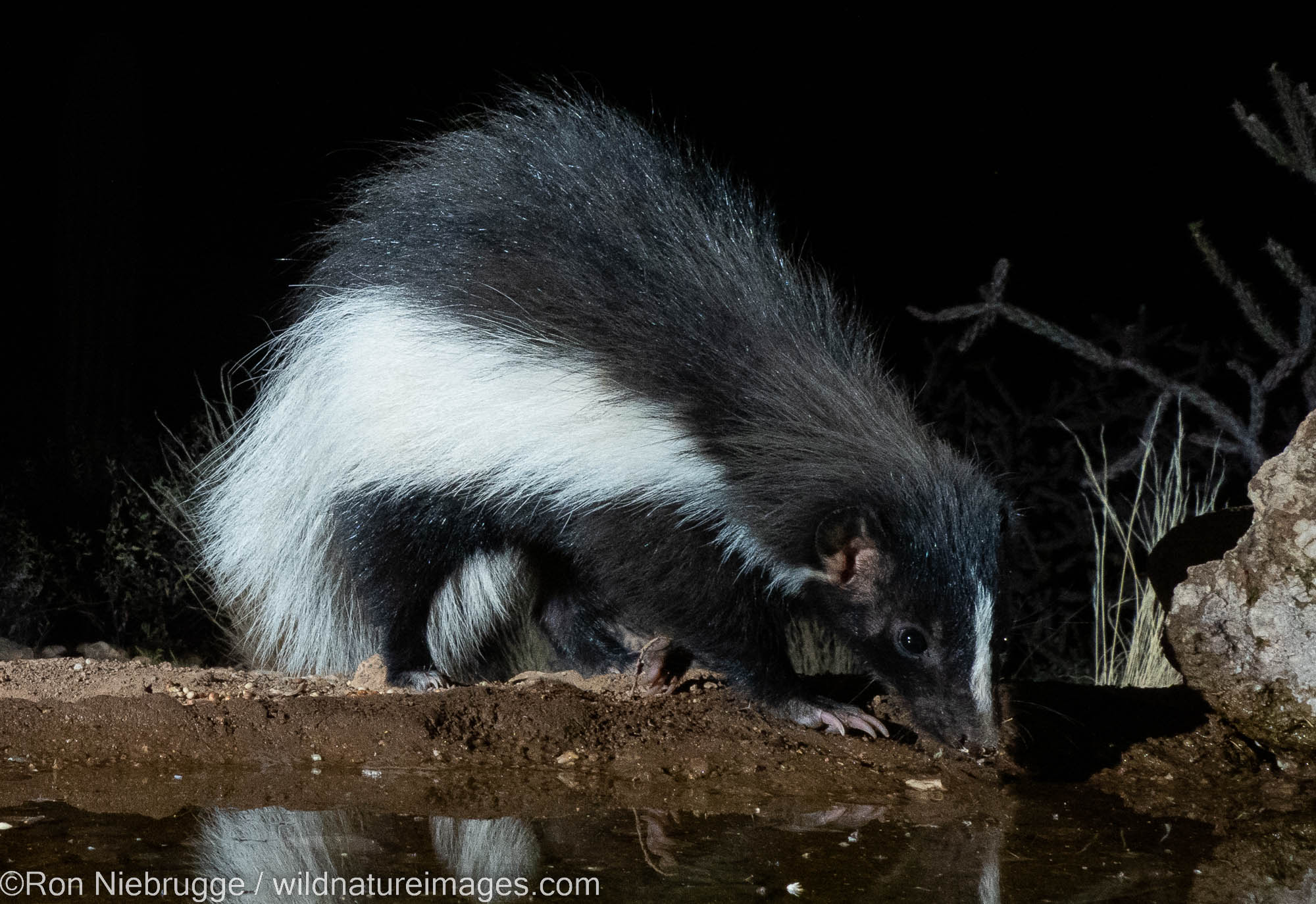 Striped Skunk, Marana, near Tucson, Arizona.