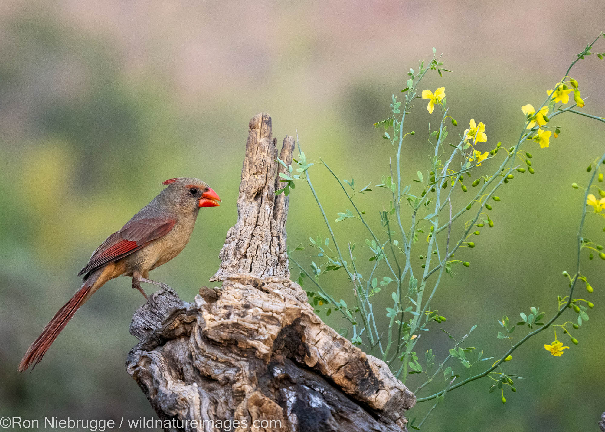 Northern Cardinal, Marana, near Tucson, Arizona.