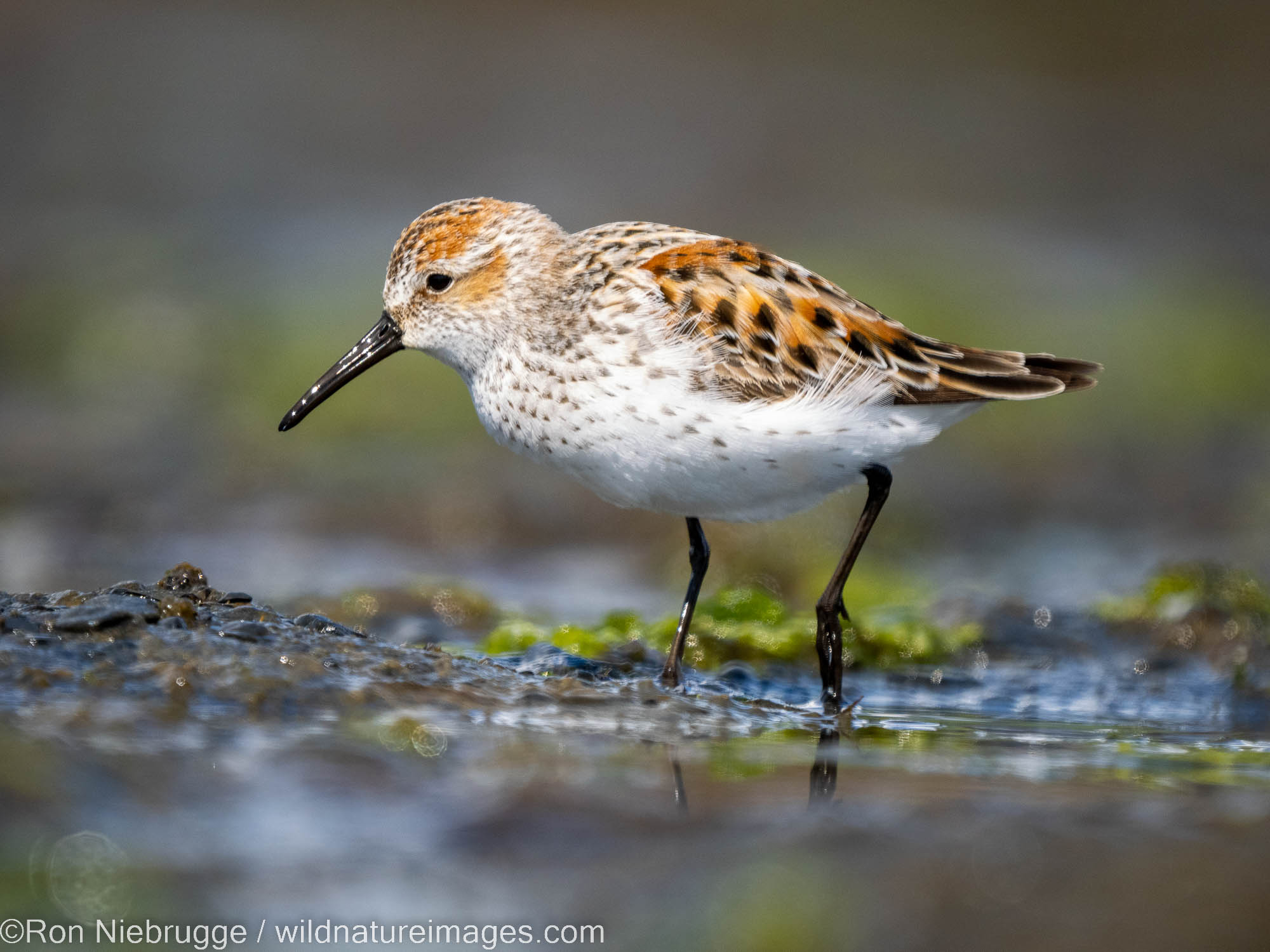 Western Sandpiper at the head of Resurrection Bay, Seward, Alaska.