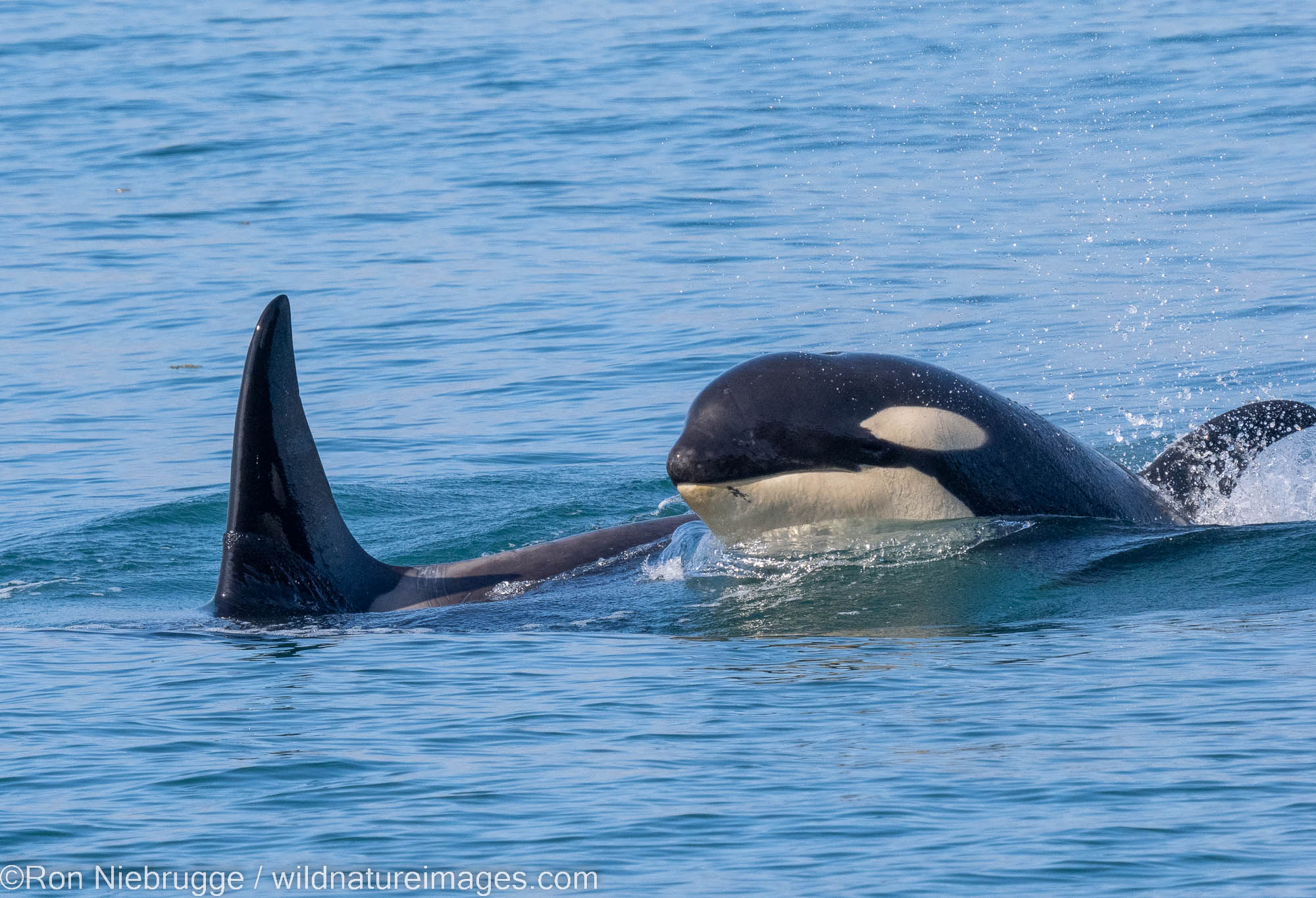 Orcas in Agnus Cove, Kenai Fjords National Park, near Seward, Alaska.