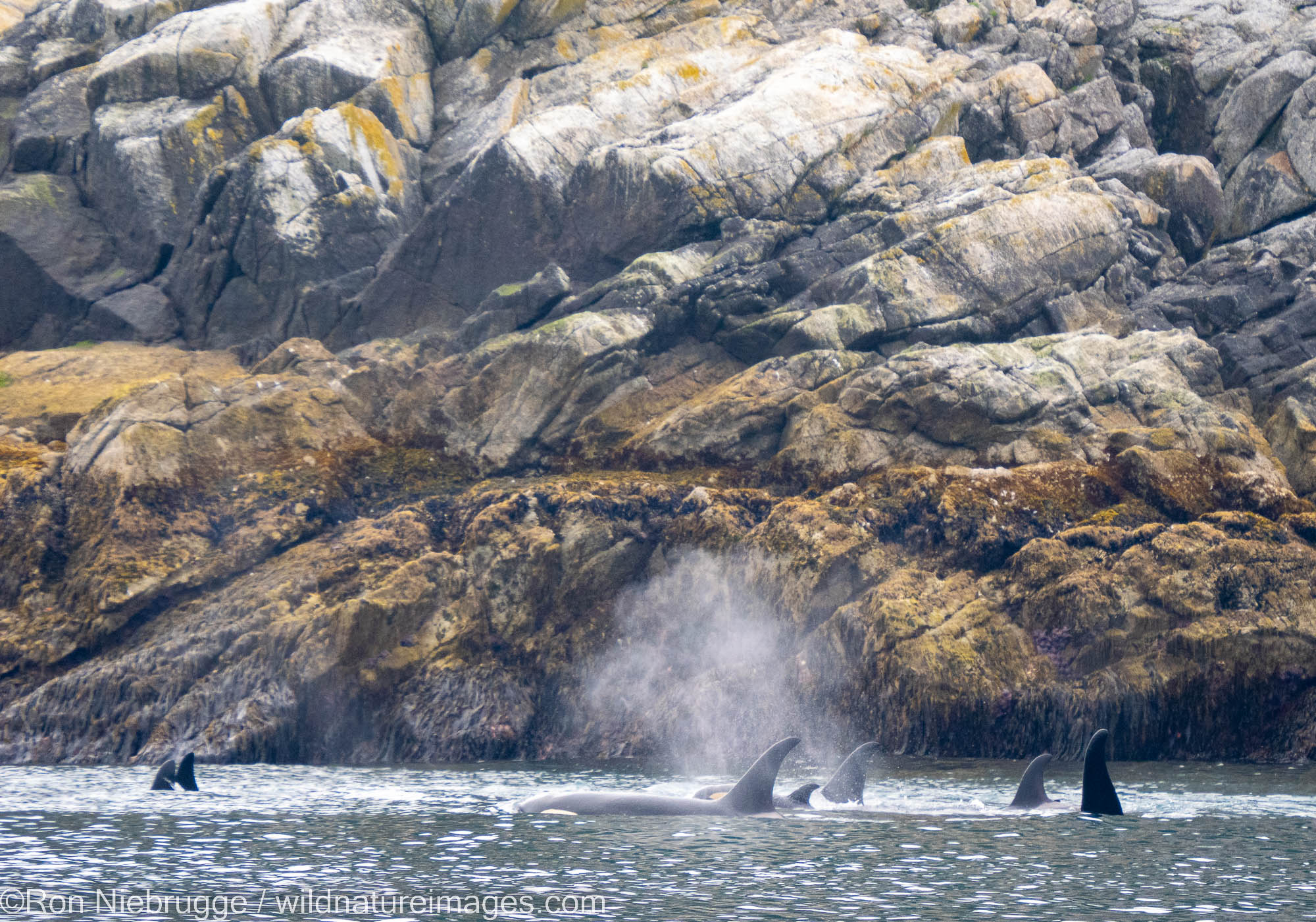 Pod of orcas, Kenai Fjords National Park, near Seward, Alaska.