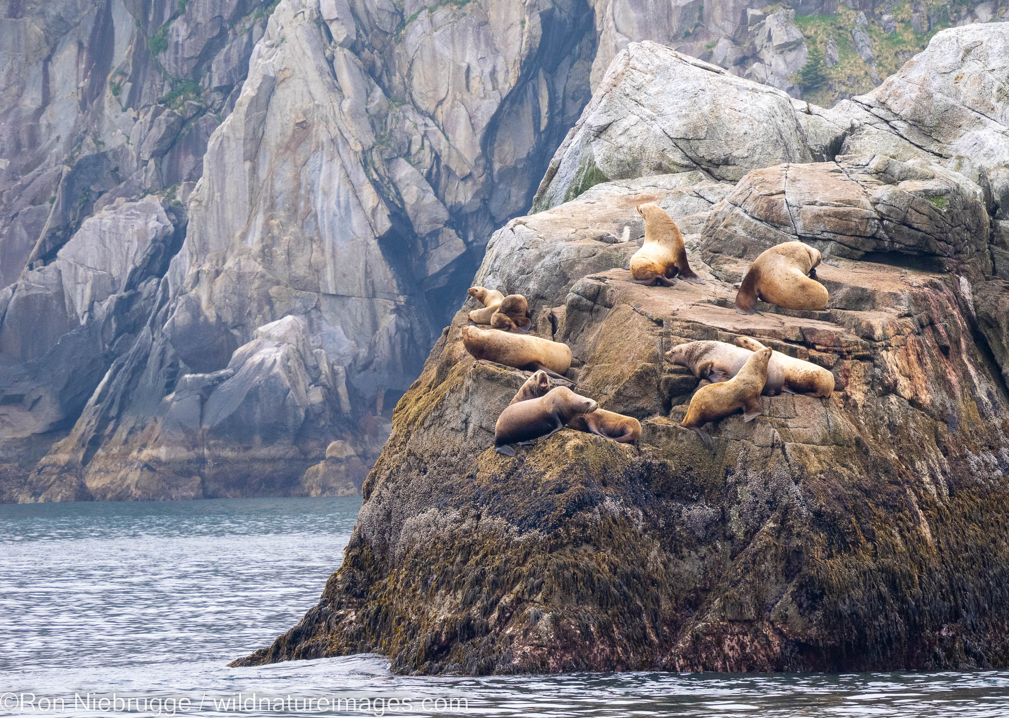 Sea Lions Sea Lion Haulout, Kenai Fjords National Park, near Seward, Alaska.