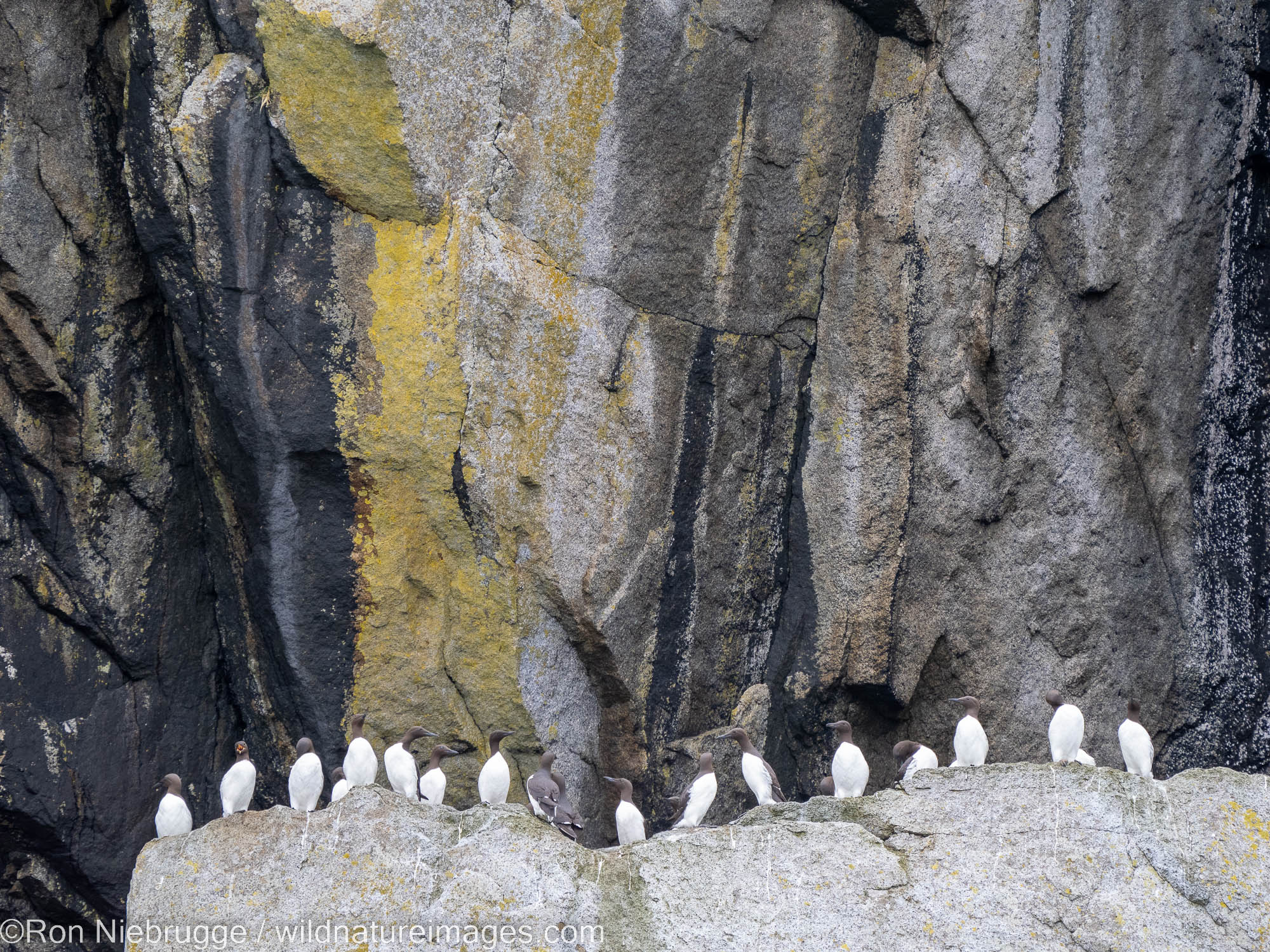 Common Murres.  Looks like there may be a thick billed Murre as well.  Kenai Fjords National Park, near Seward, Alaska.