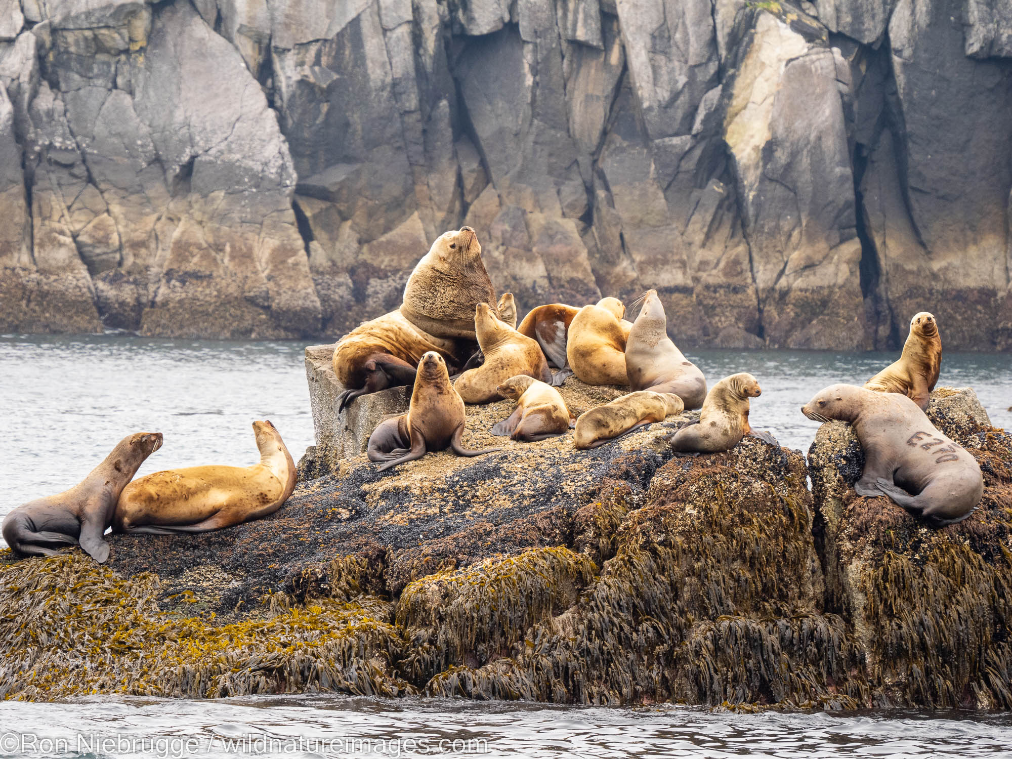 Steller Sea Lions, Kenai Fjords National Park, near Seward, Alaska.