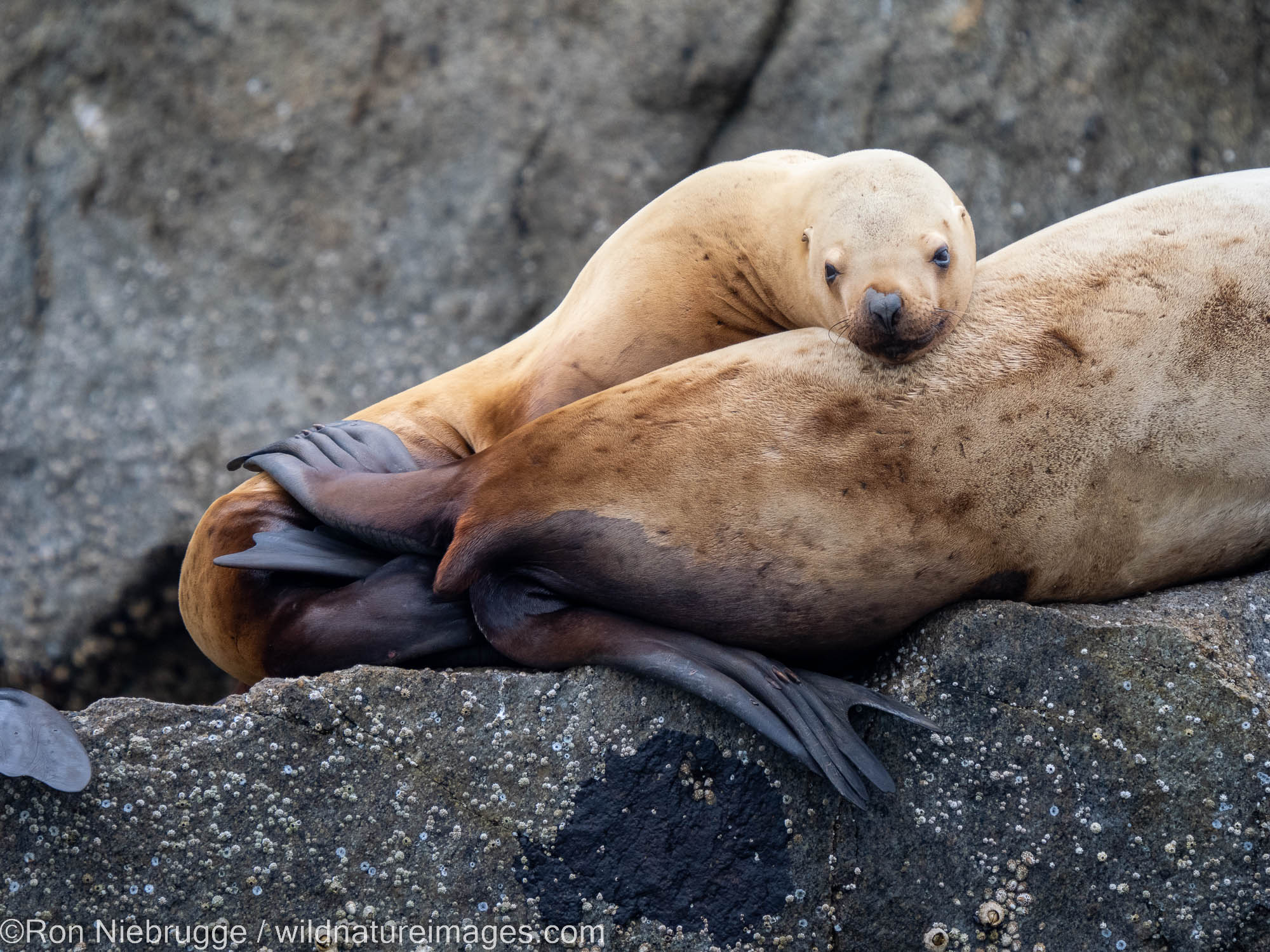 Sea Lions, Kenai Fjords National Park, near Seward, Alaska.