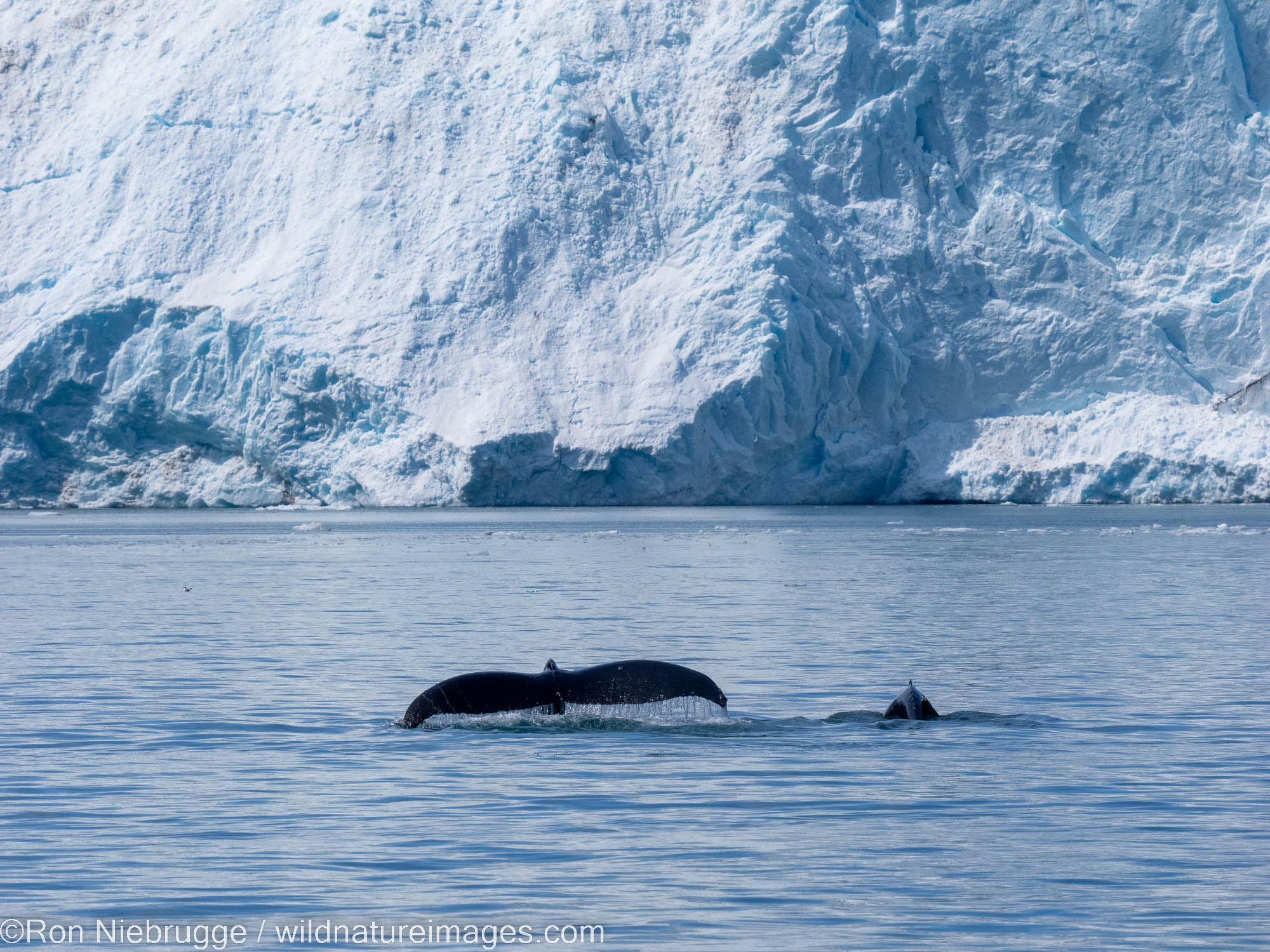 Humpback Whales at Holgate Glacier, Kenai Fjords National Park, near Seward, Alaska.