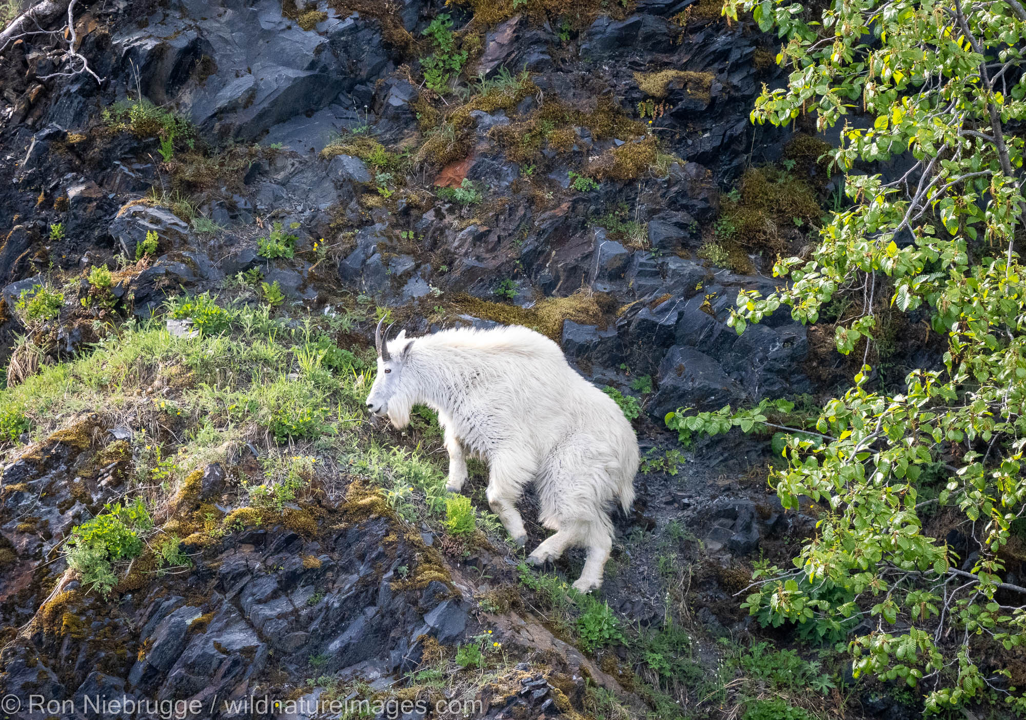 Mountain Goat, Aialik Bay, Kenai Fjords National Park, near Seward, Alaska.
