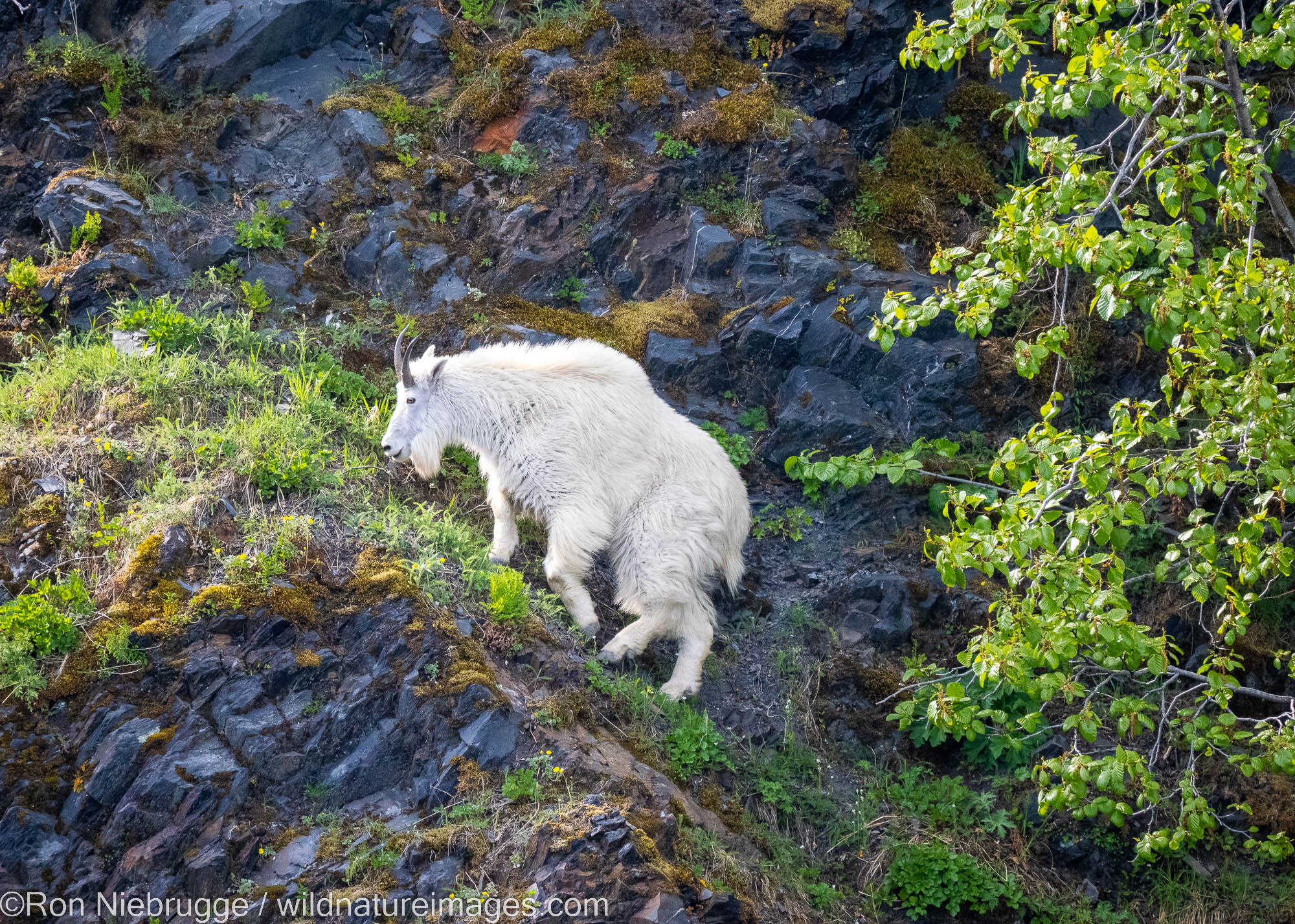 Mountain Goat, Kenai Fjords National Park, near Seward, Alaska.