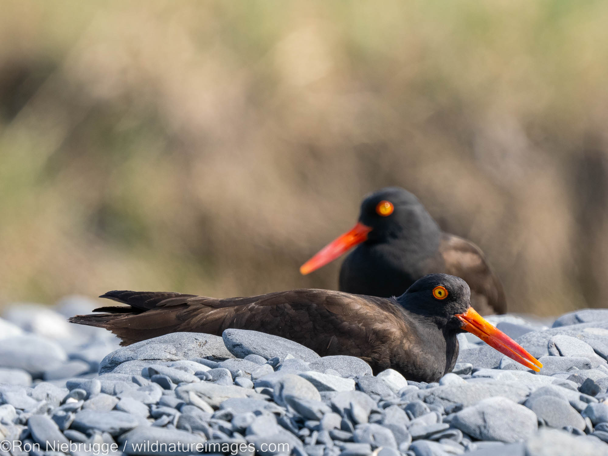 Black Oystercatchers, Kenai Fjords National Park, near Seward, Alaska.