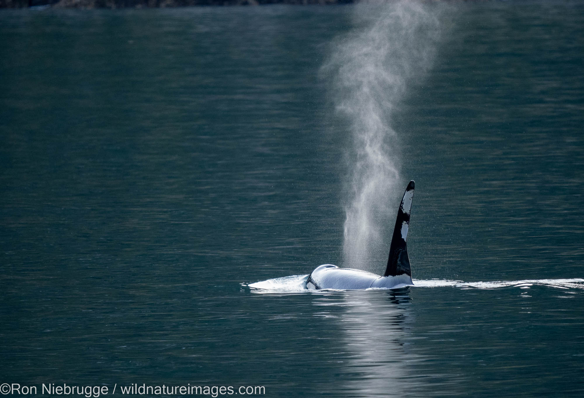 Orca, Kenai Fjords National Park, near Seward, Alaska.