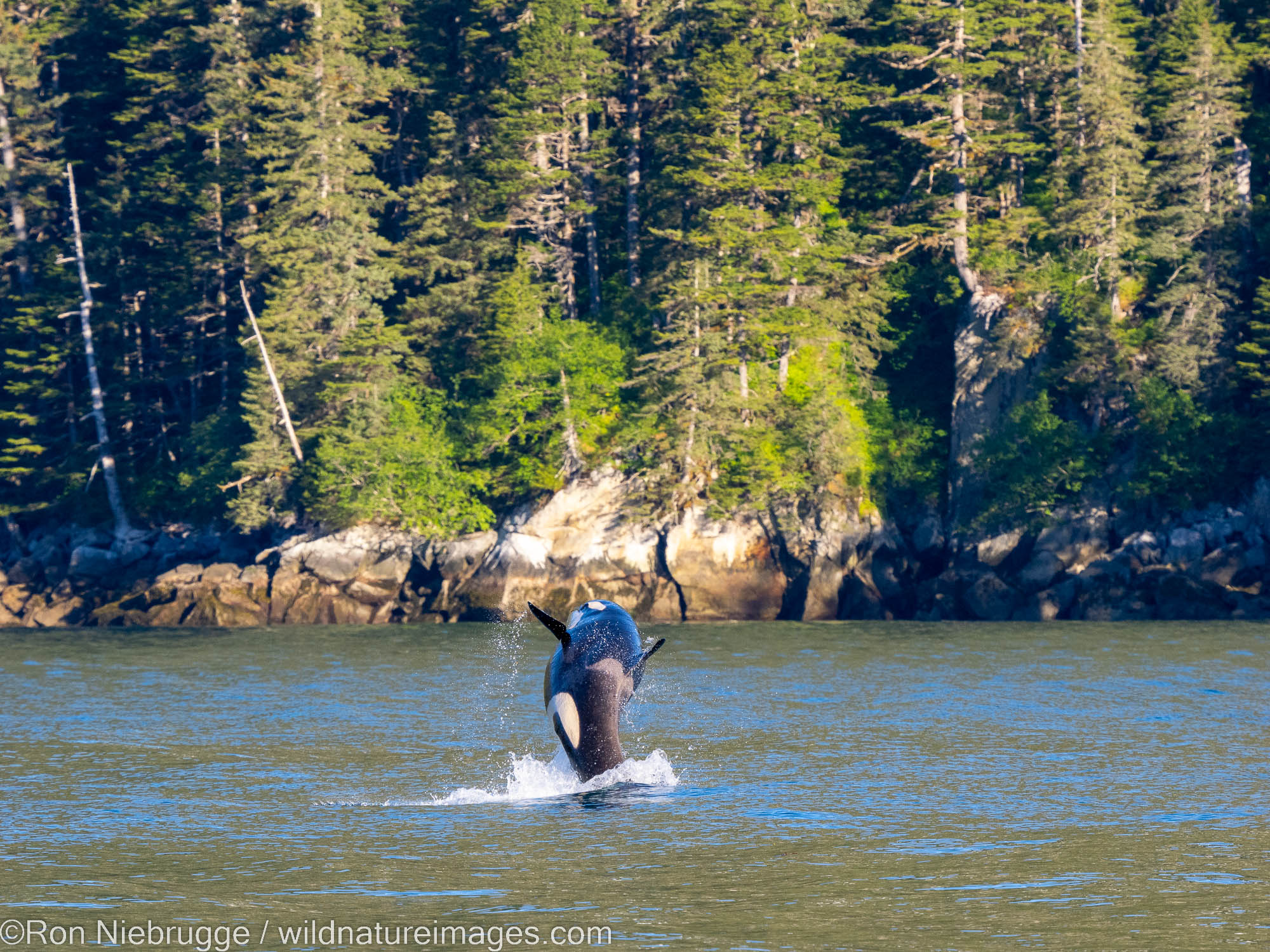 Orca breaching, Kenai Fjords National Park, near Seward, Alaska.