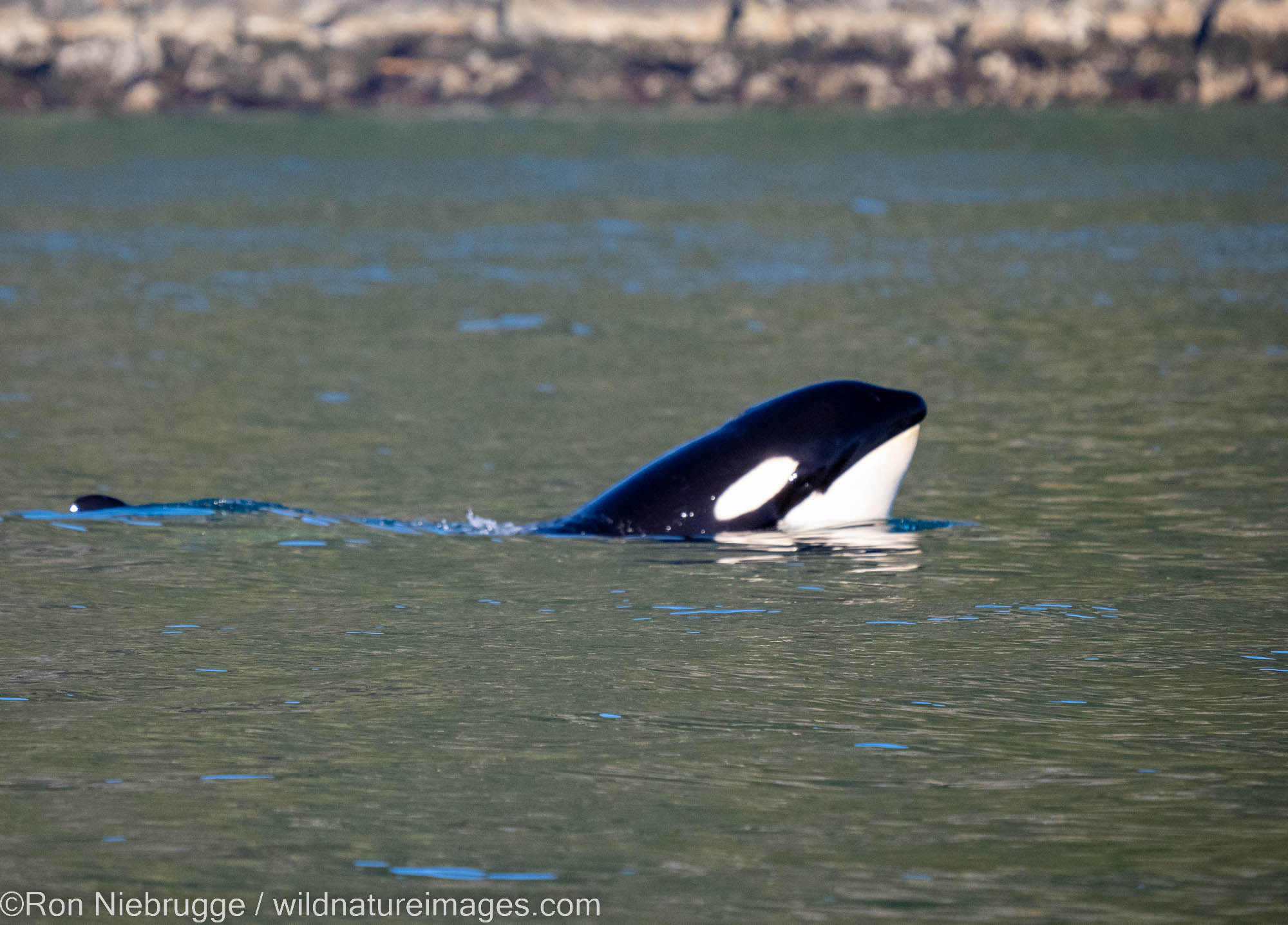 Orca Orca spyhopping, Kenai Fjords National Park, near Seward, Alaska.