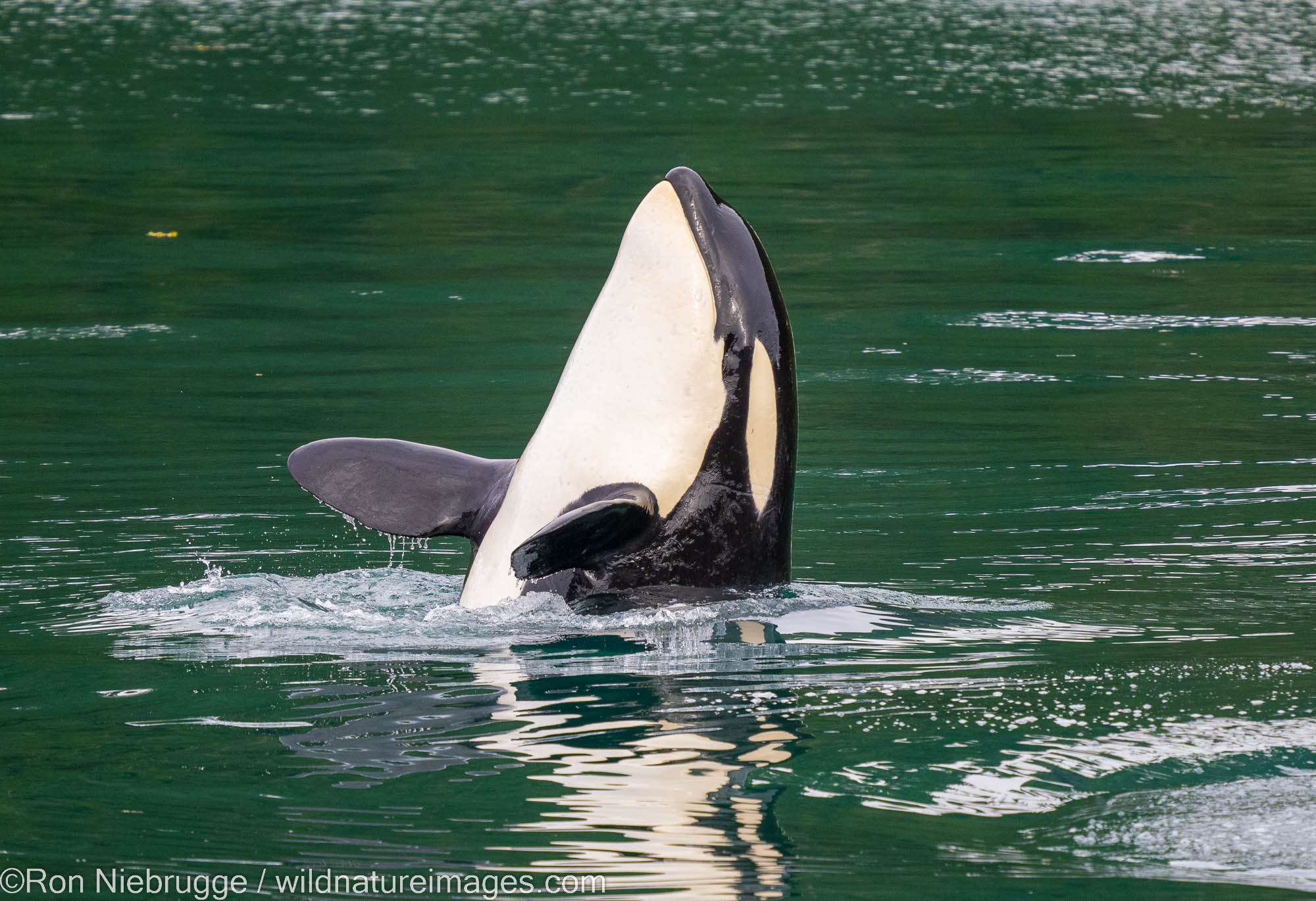 Orca, Kenai Fjords National Park, near Seward, Alaska.