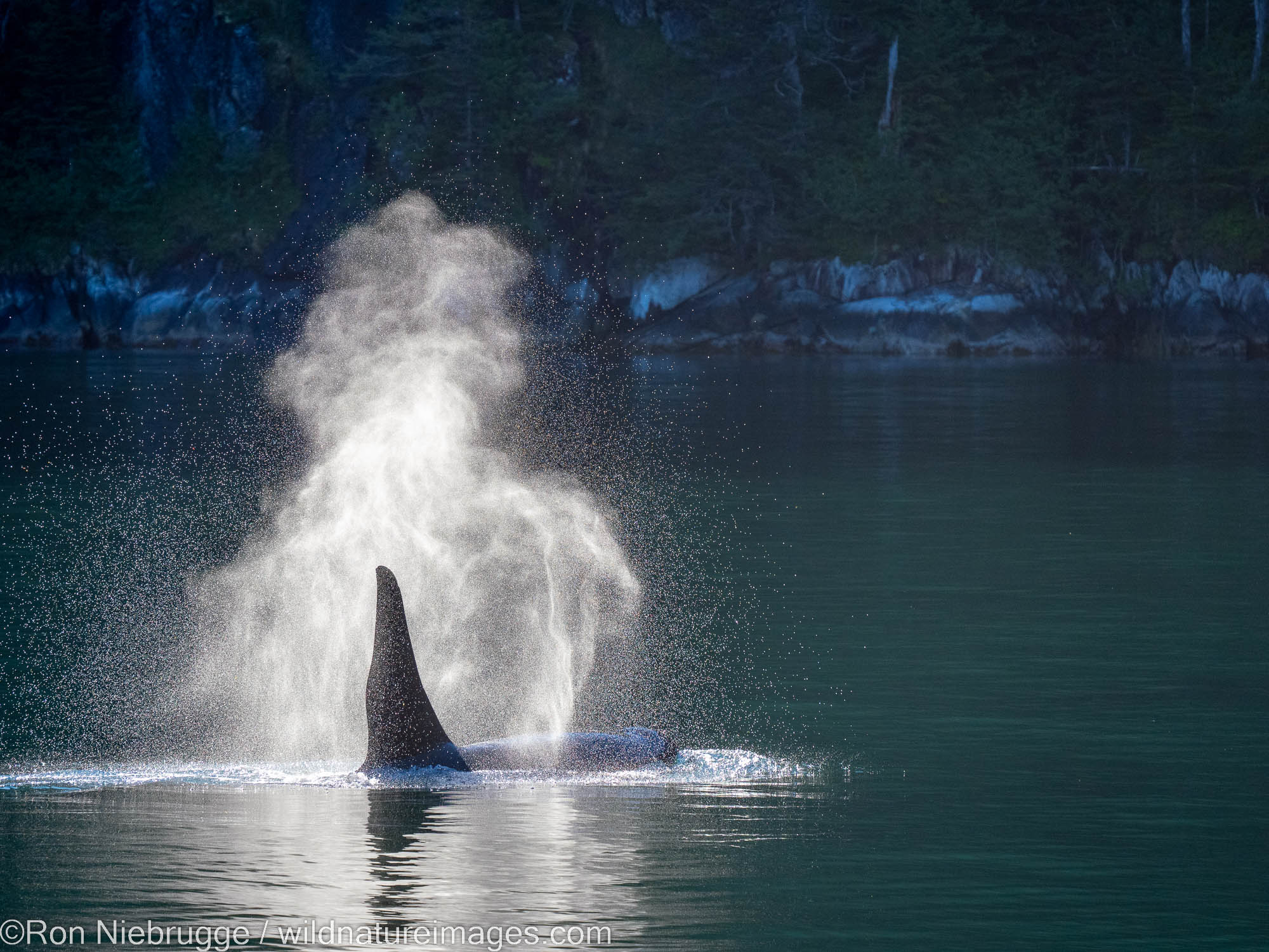 Orca, Kenai Fjords National Park, near Seward, Alaska.