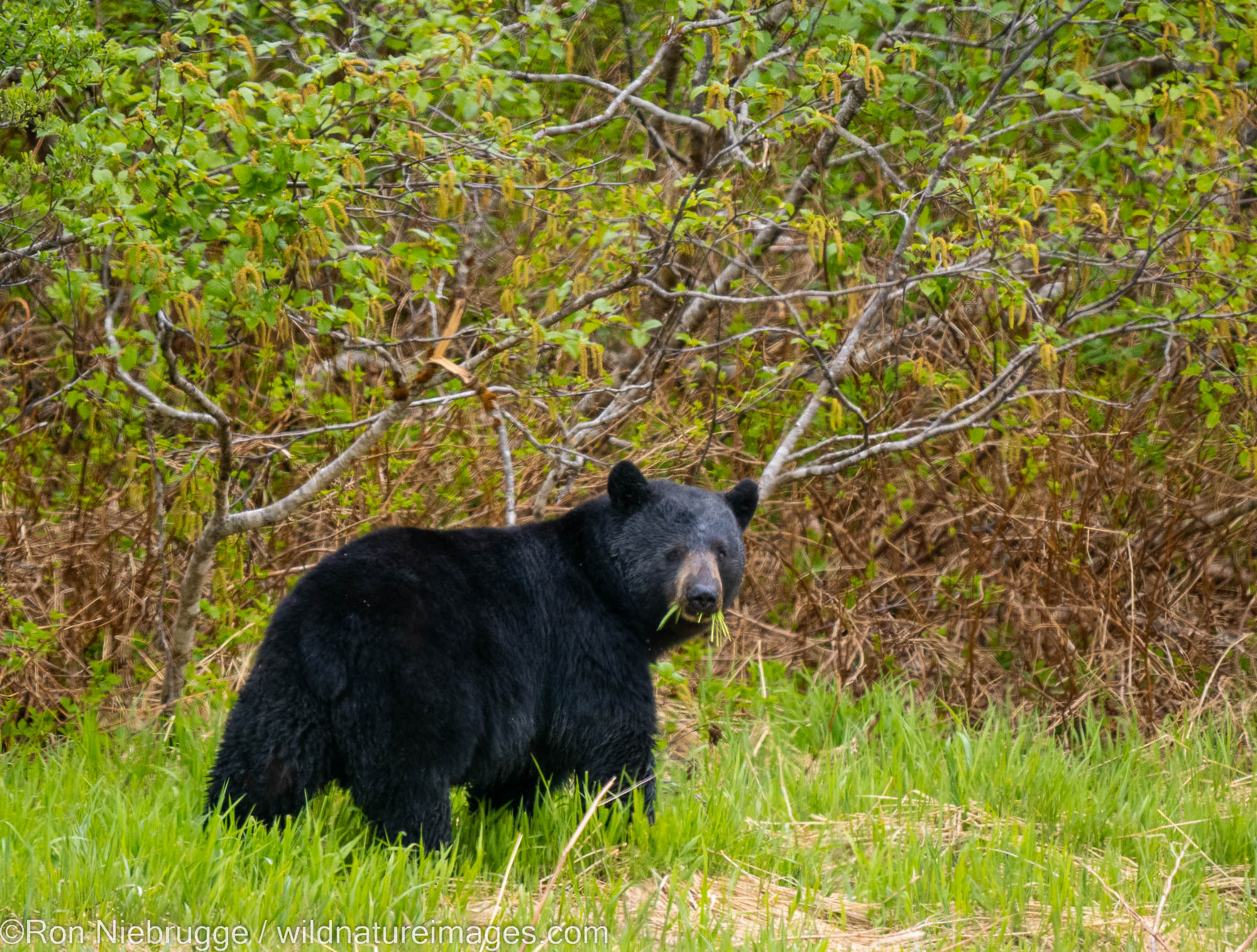 Black Bear, Kenai Fjords National Park, near Seward, Alaska.