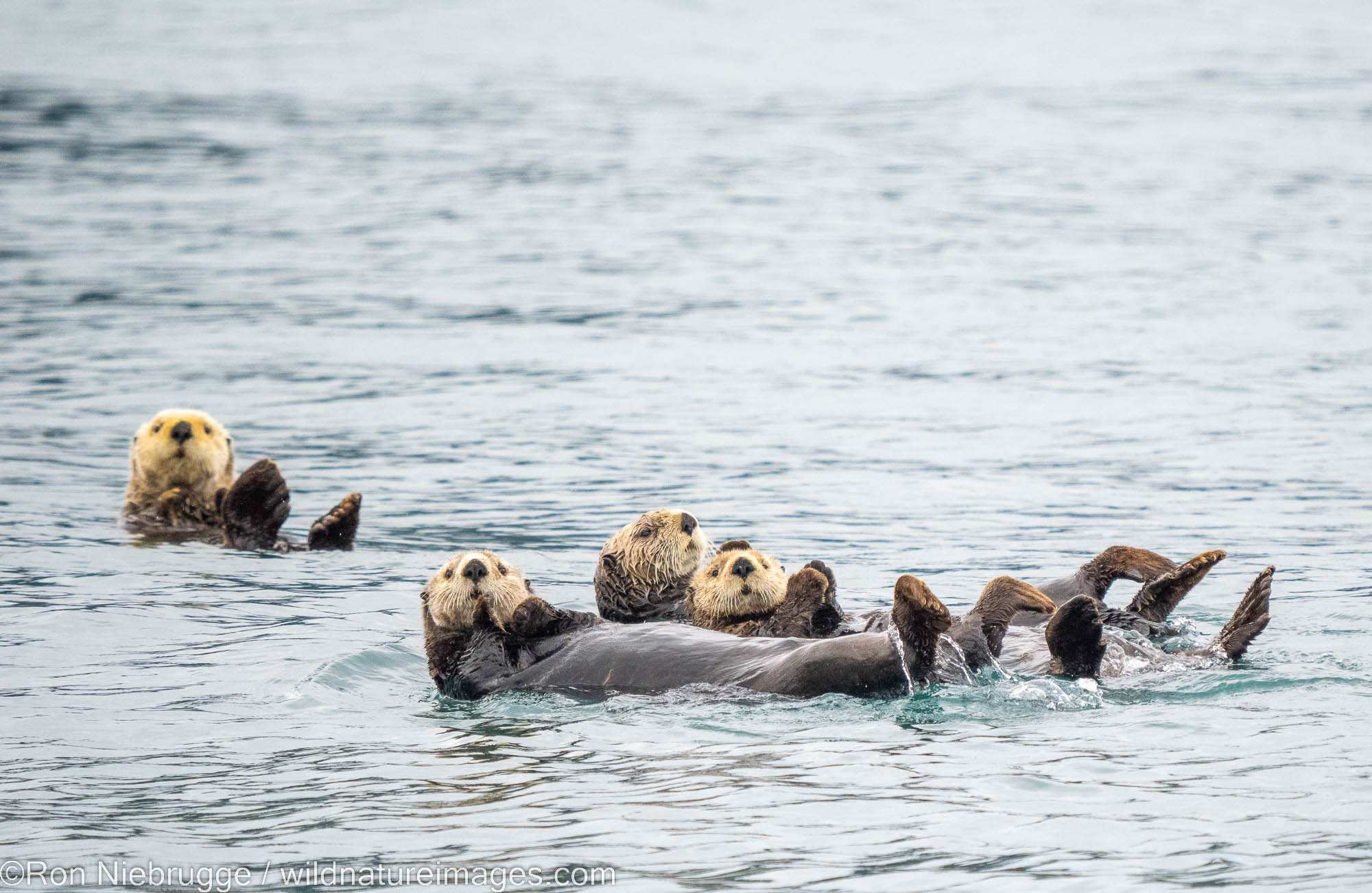 Sea Otters, Kenai Fjords National Park, near Seward, Alaska.
