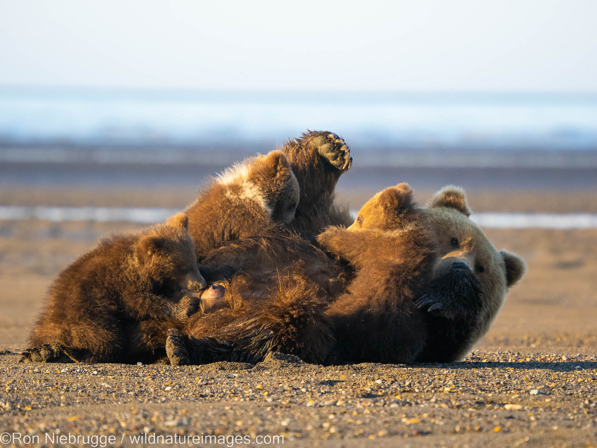 Brown / Grizzly Bear, Lake Clark National Park, Alaska.