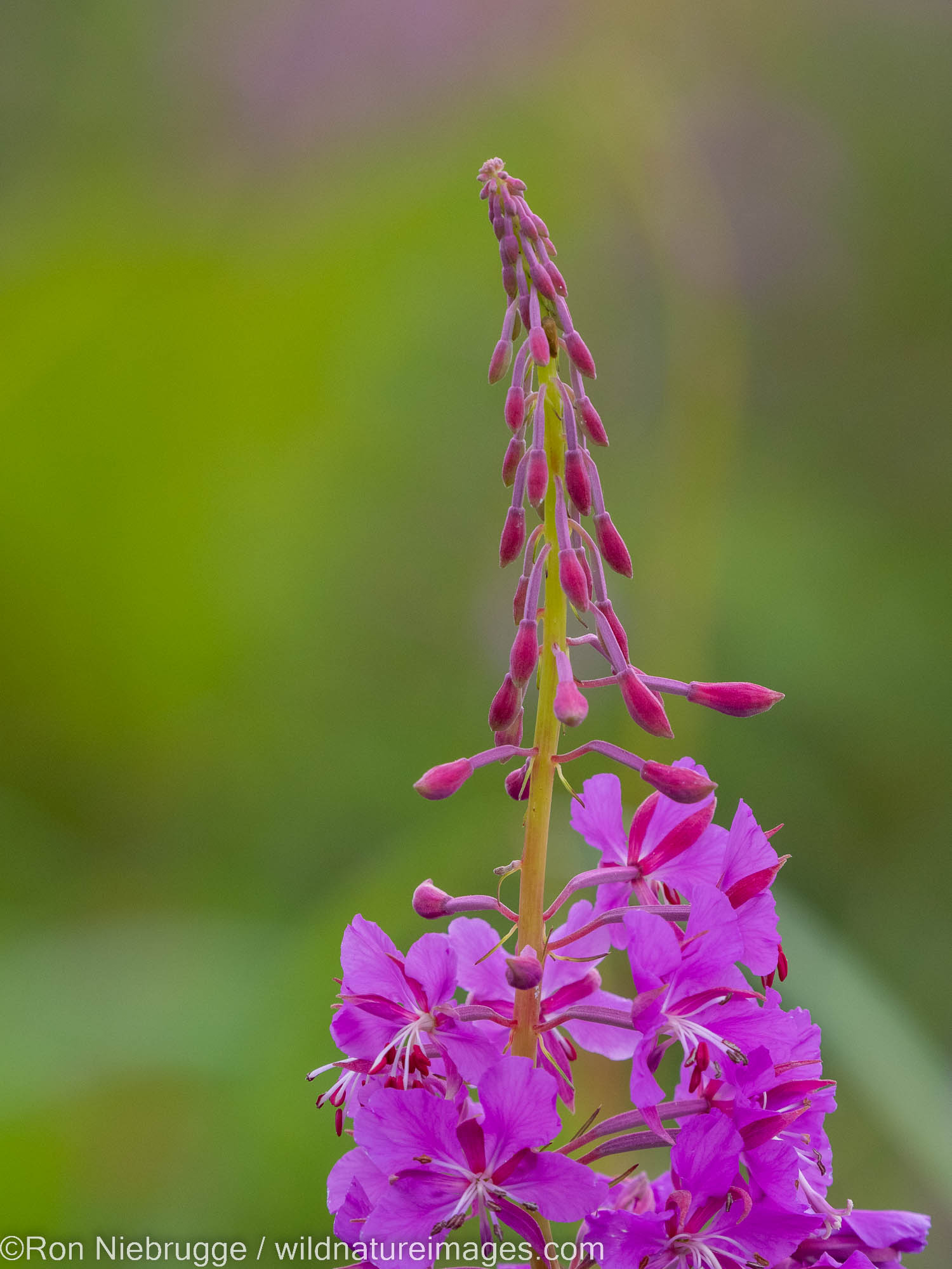 Fireweed, Tongass National Forest, Alaska.