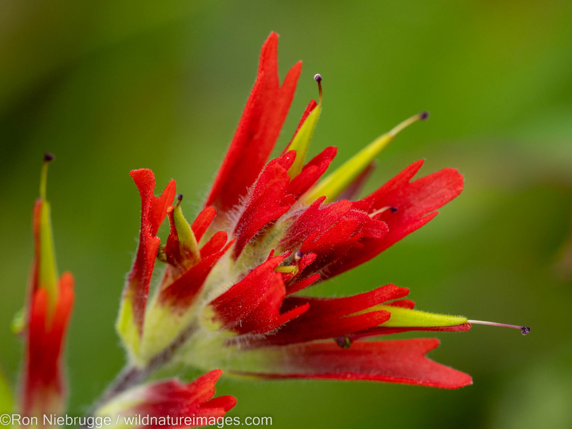 Indian Paintbrush, Tongass National Forest, Alaska.