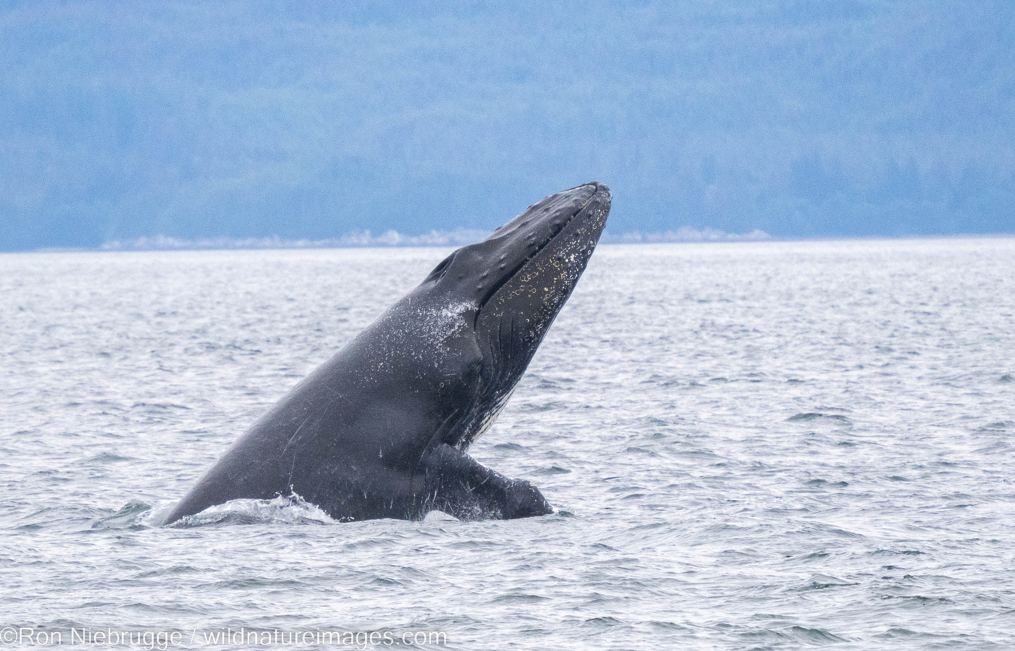 Humpback whale, Tongass National Forest, Alaska.