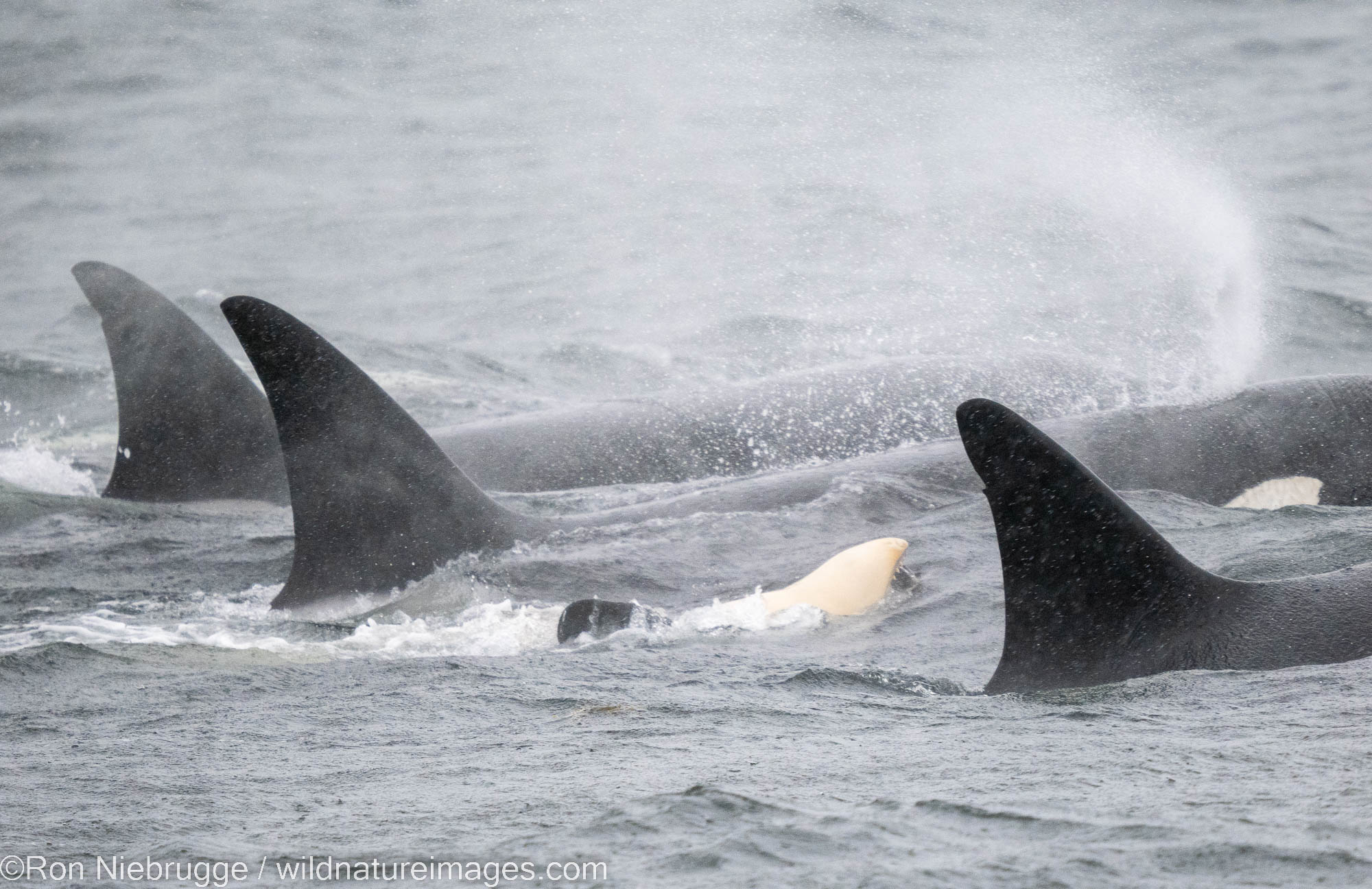 Orcas, Tongass National Forest, Alaska.