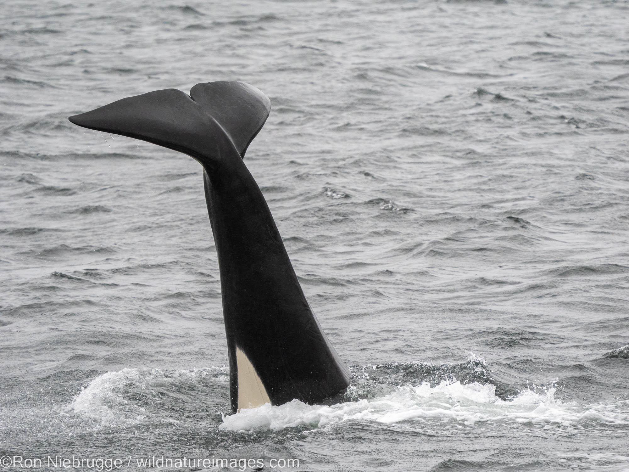 Orcas, Tongass National Forest, Alaska.