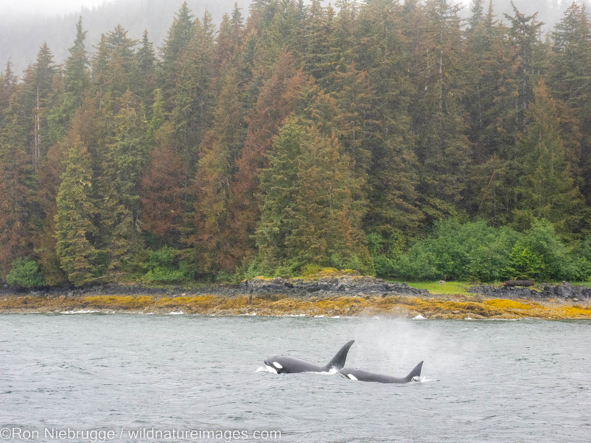 Orcas, Tongass National Forest, Alaska.