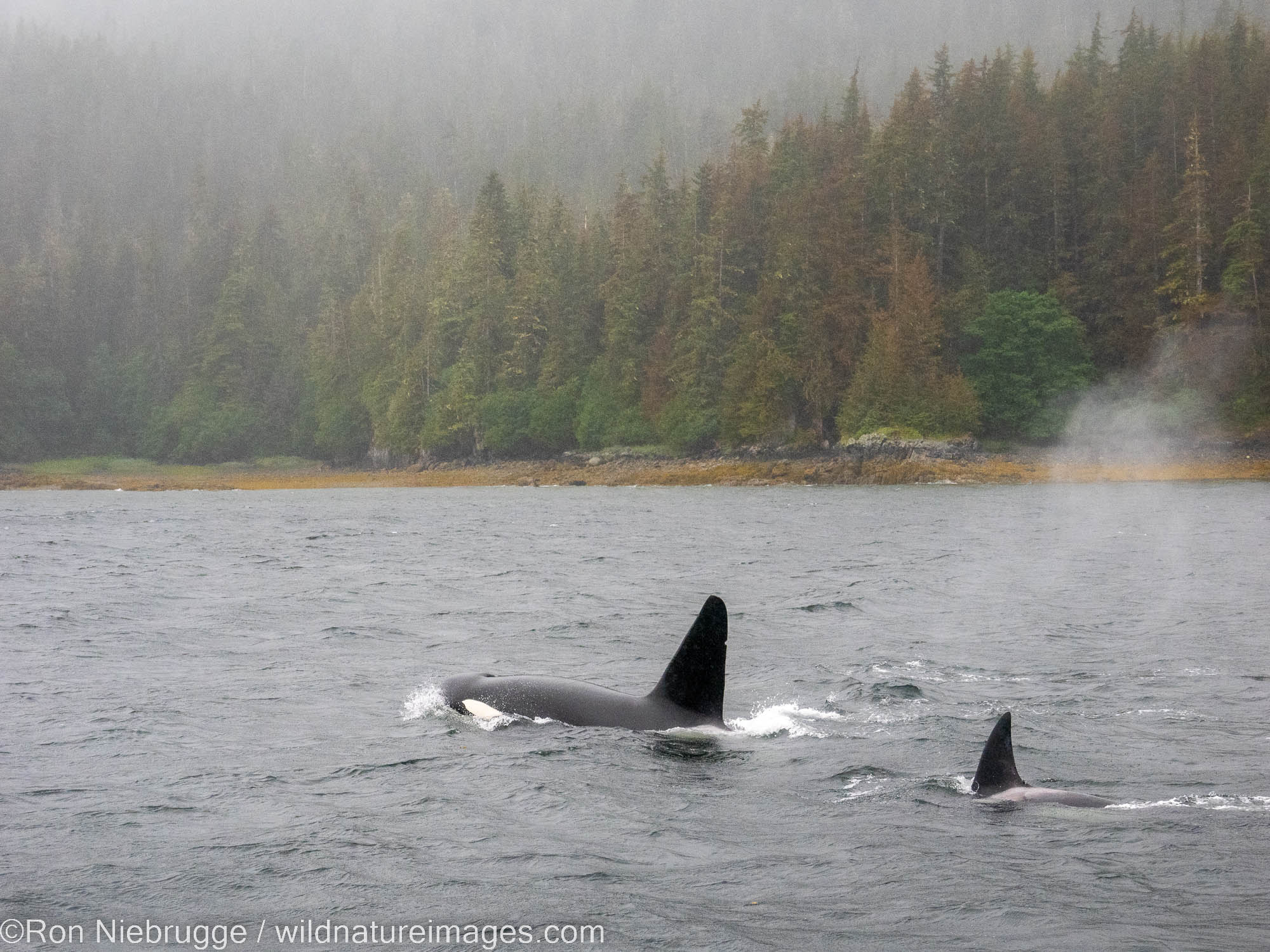 Orcas, Tongass National Forest, Alaska.